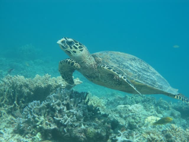 A hawksbill turtle glides over branching coral off Aka with its front flippers spread wide in clear blue water