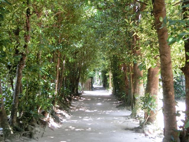 Dappled sunlight falls on a sandy lane in Bise where the straight grey trunks of old fukugi trees line both sides