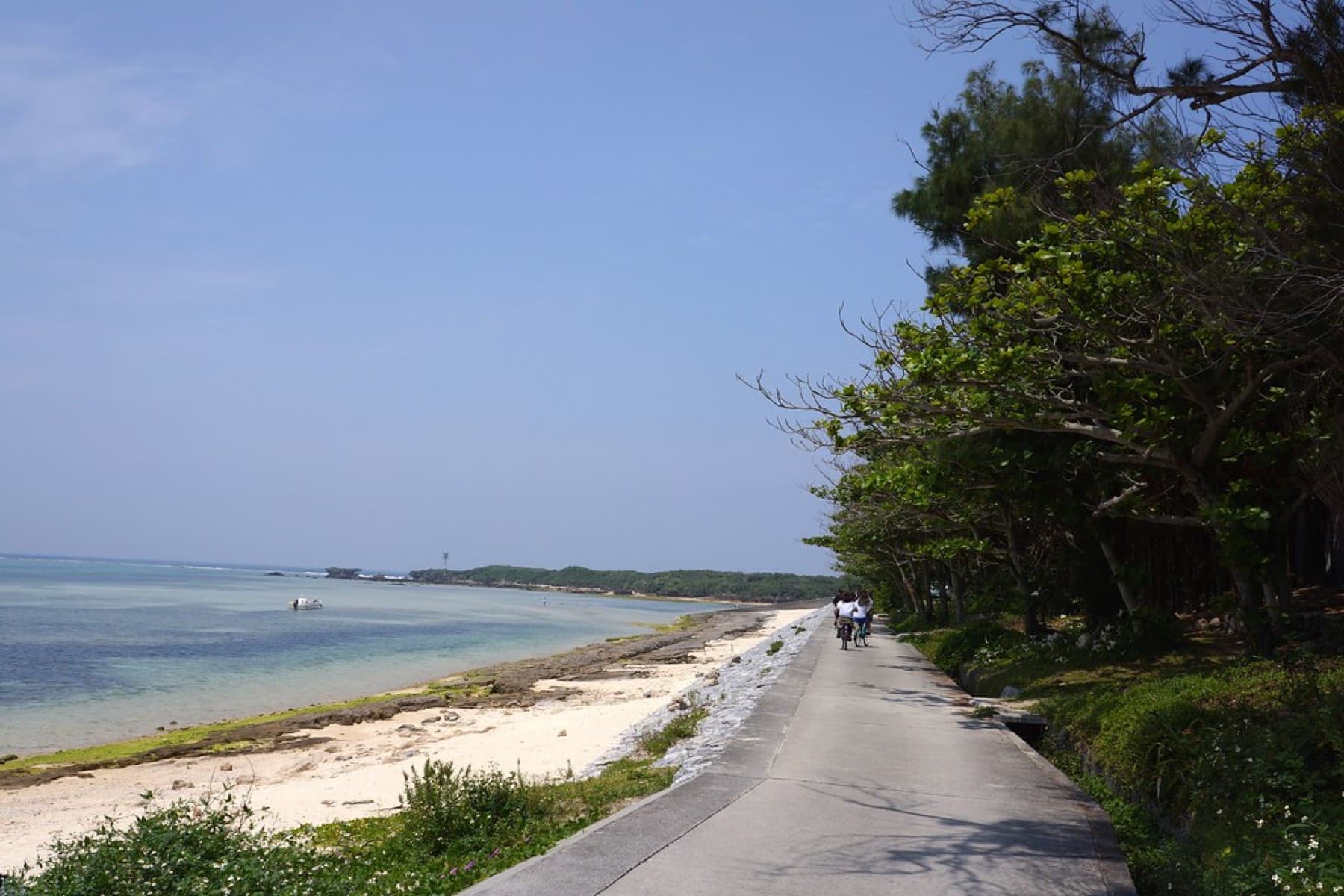 A narrow concrete lane runs between the fukugi trees and a pale beach at Bise, and a cyclist rides toward the far headland along the calm sea