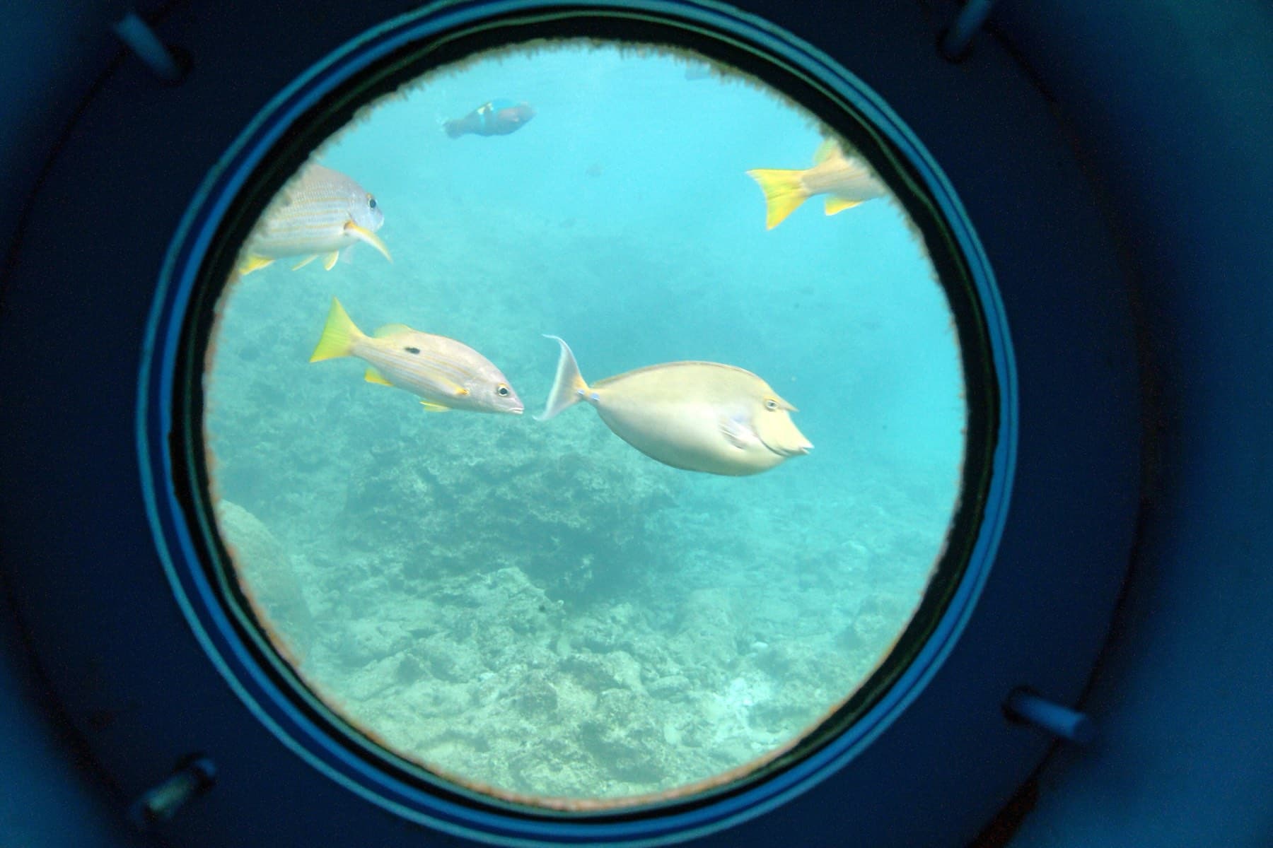 Yellow snappers and a unicornfish swim past a round porthole in the Busena underwater observatory, where the reef shows pale green beyond the glass