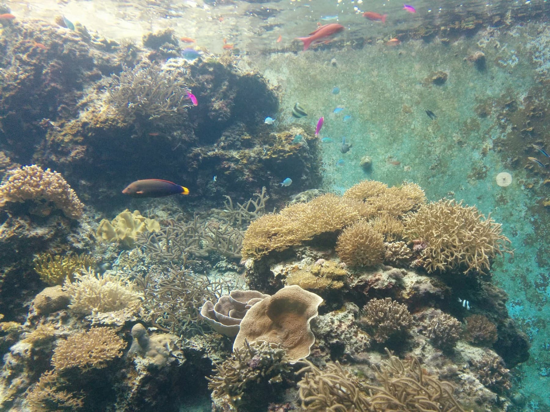 Sunlight falls through the open-air coral tank at Churaumi Aquarium onto living hard corals where small reef fish feed