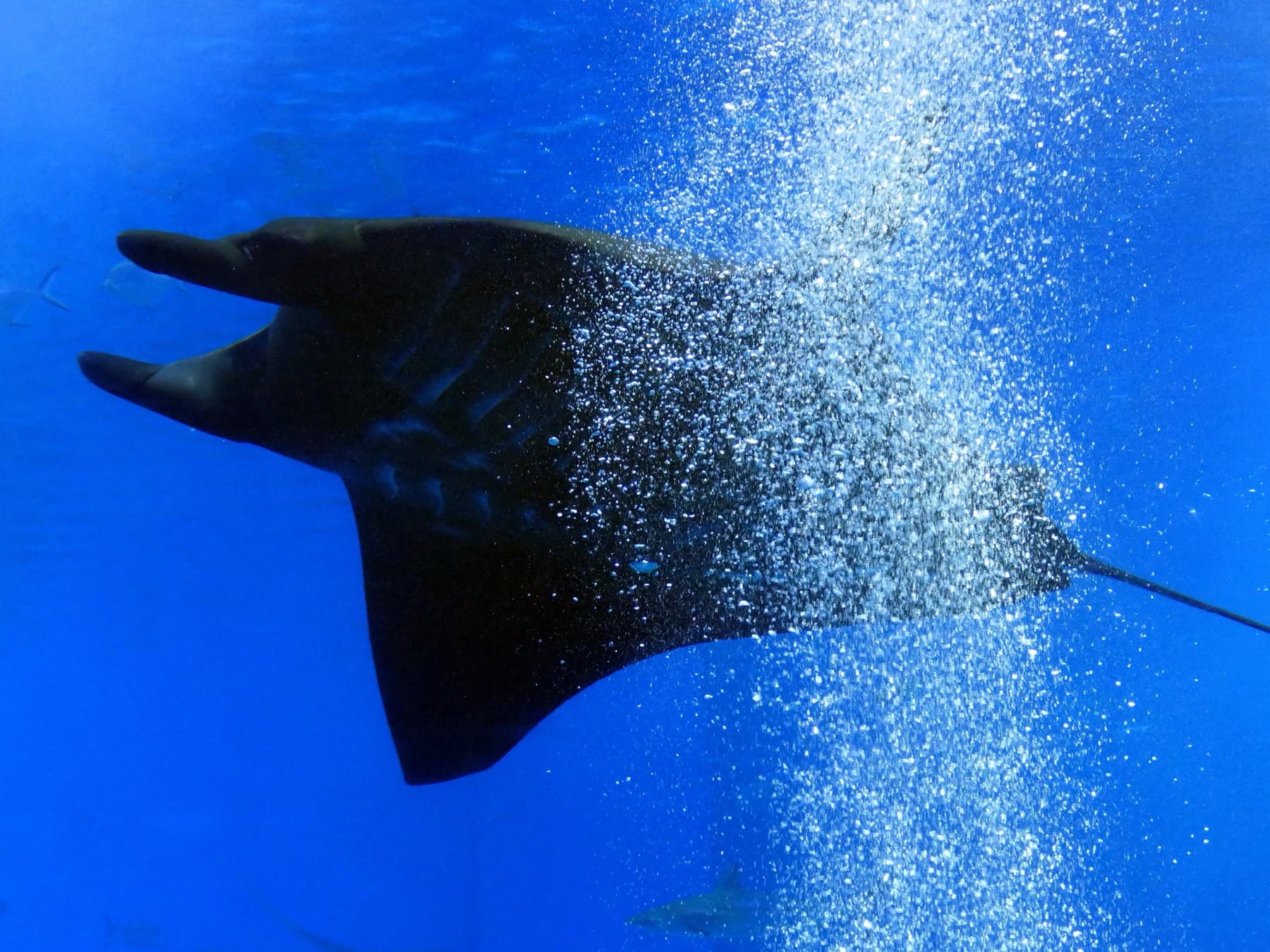 A reef manta ray banks through a column of rising bubbles in the main tank at Churaumi Aquarium, its dark wings spread against the blue