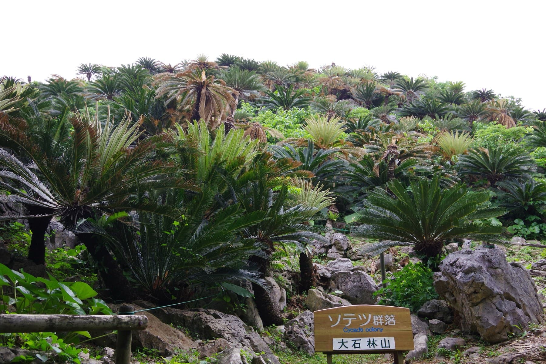 Hundreds of wild cycads grow among white limestone boulders on a steep slope at Daisekirinzan in Yanbaru