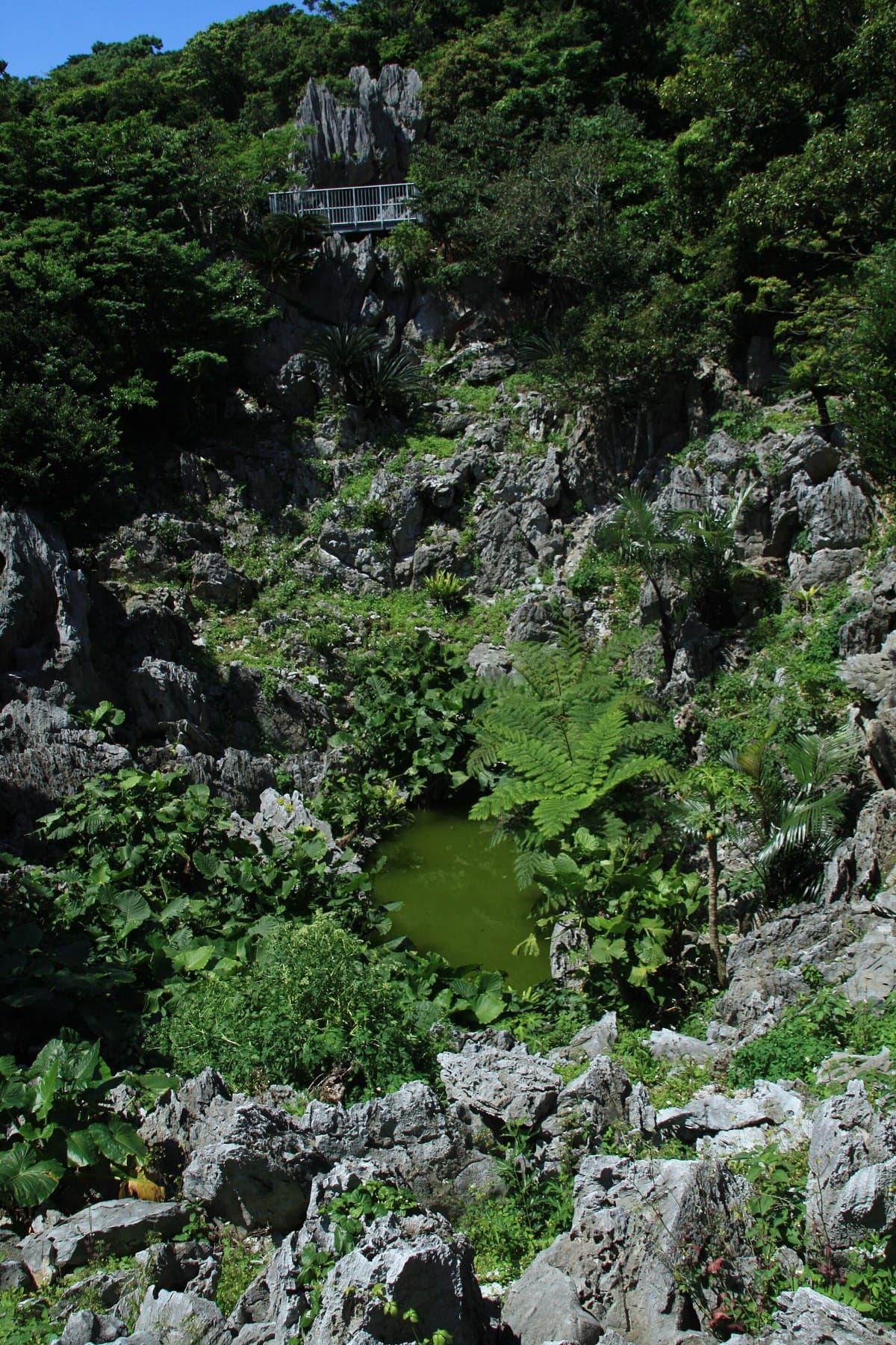 Sharp grey limestone pinnacles rise through ferns and dense subtropical scrub around a small green pool on the trail at Daisekirinzan
