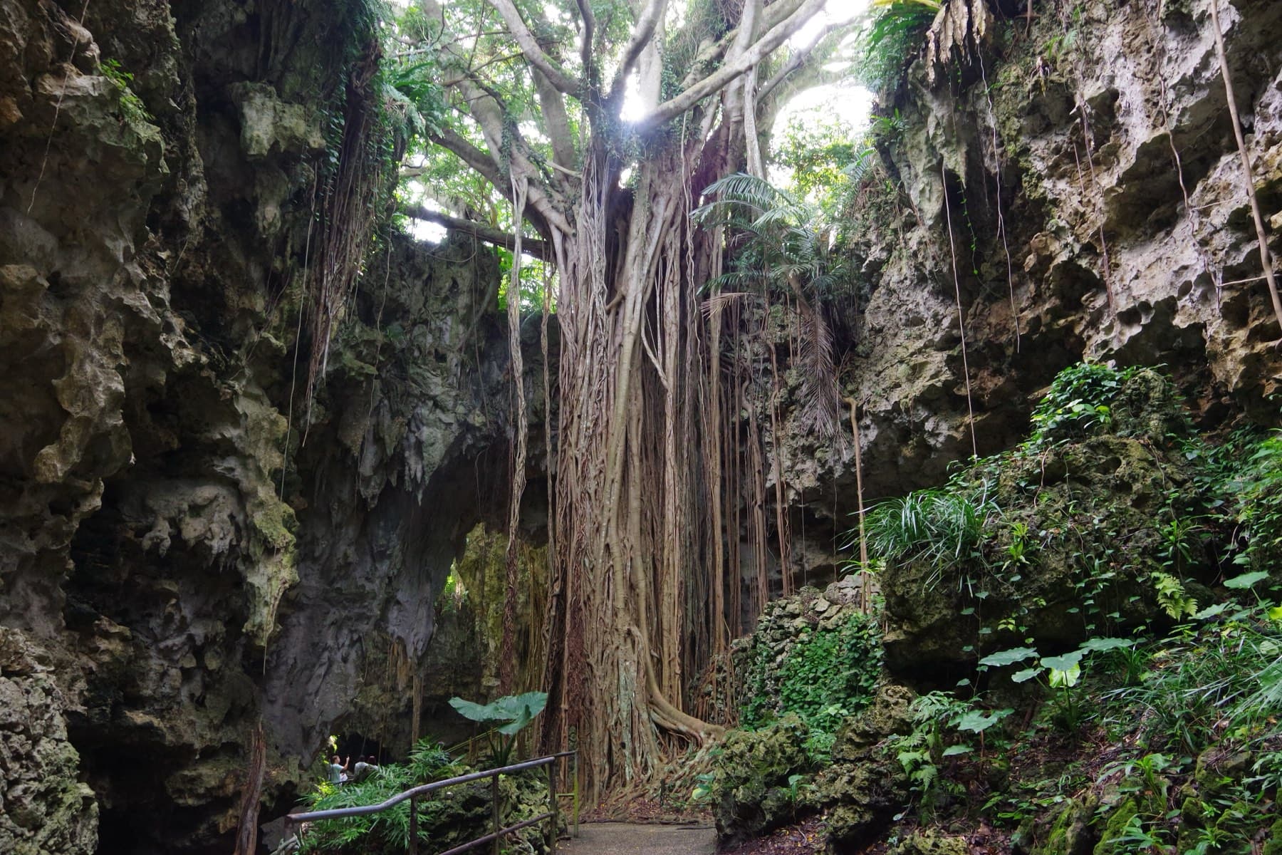 The giant Ufushu Gajumaru banyan drops curtains of aerial roots between mossy limestone walls in the forested Valley of Gangala