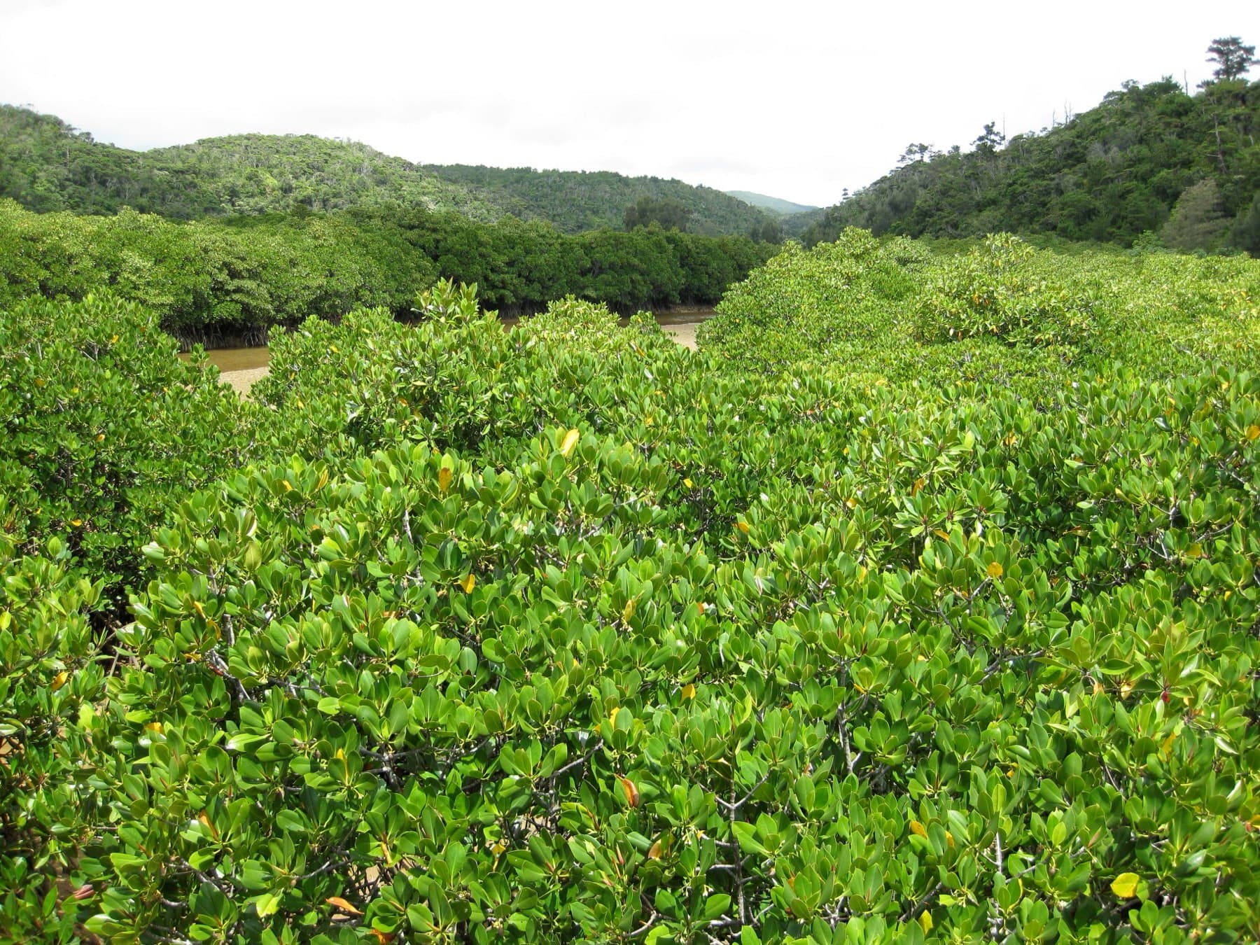 A dense green canopy of mangroves fills Gesashi Bay in Higashi, and forested hills close in around the estuary under a pale sky