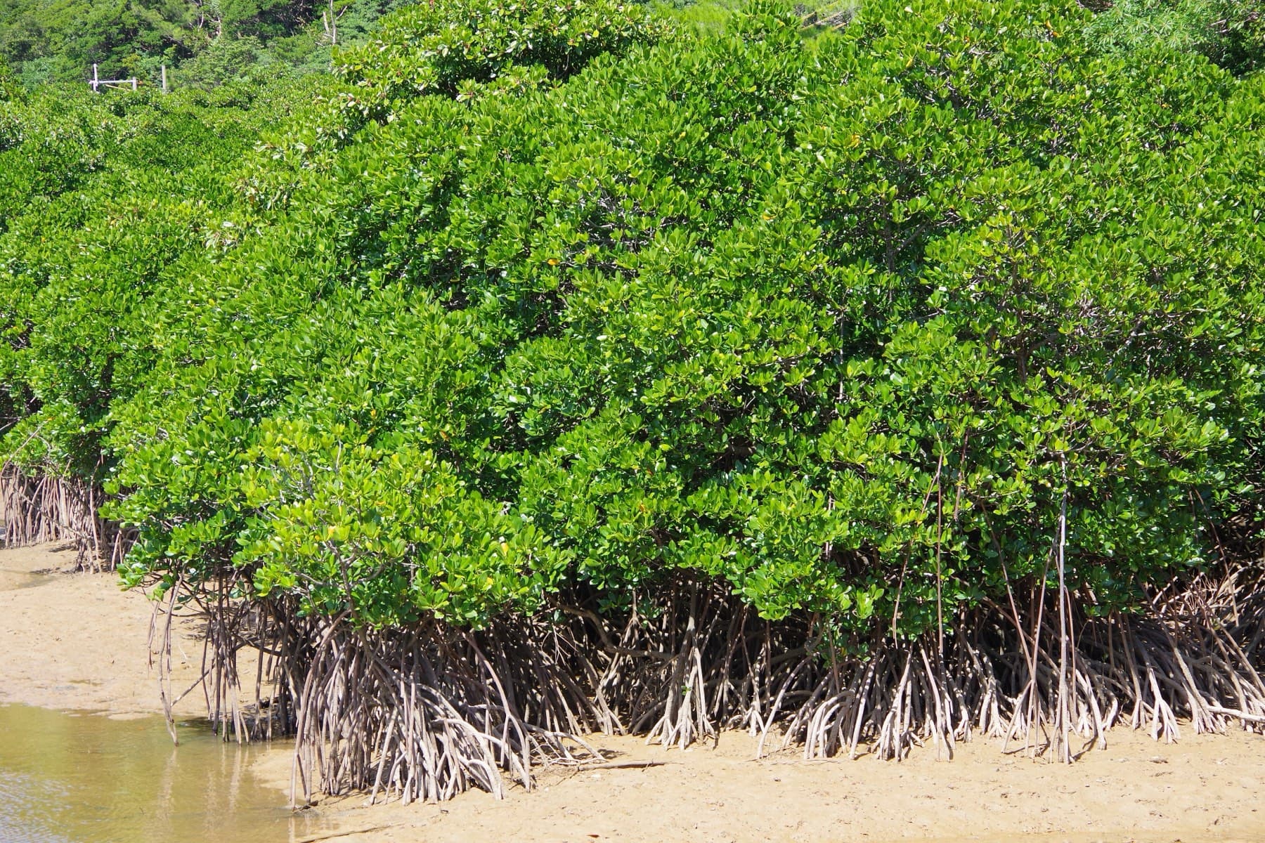 Tangled prop roots lift a mangrove thicket above the wet sand at low tide on Gesashi Bay in Higashi