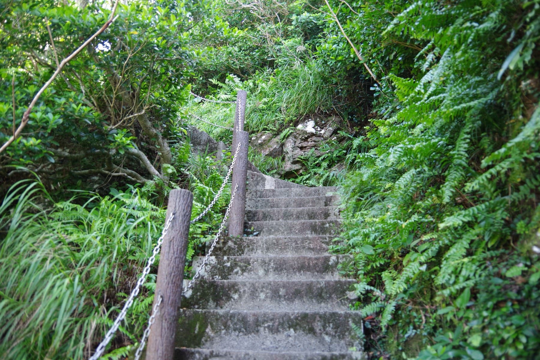 Concrete steps with a chain handrail climb steeply through ferns and scrub on the trail up Gusuku-yama on Ie-jima