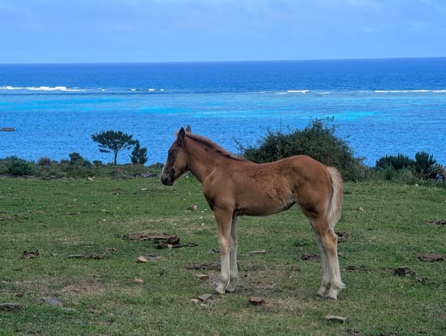 A chestnut foal stands on close-cropped pasture above the sea on the Hirakubo peninsula, with a pale reef lagoon and white surf on the outer reef behind it.