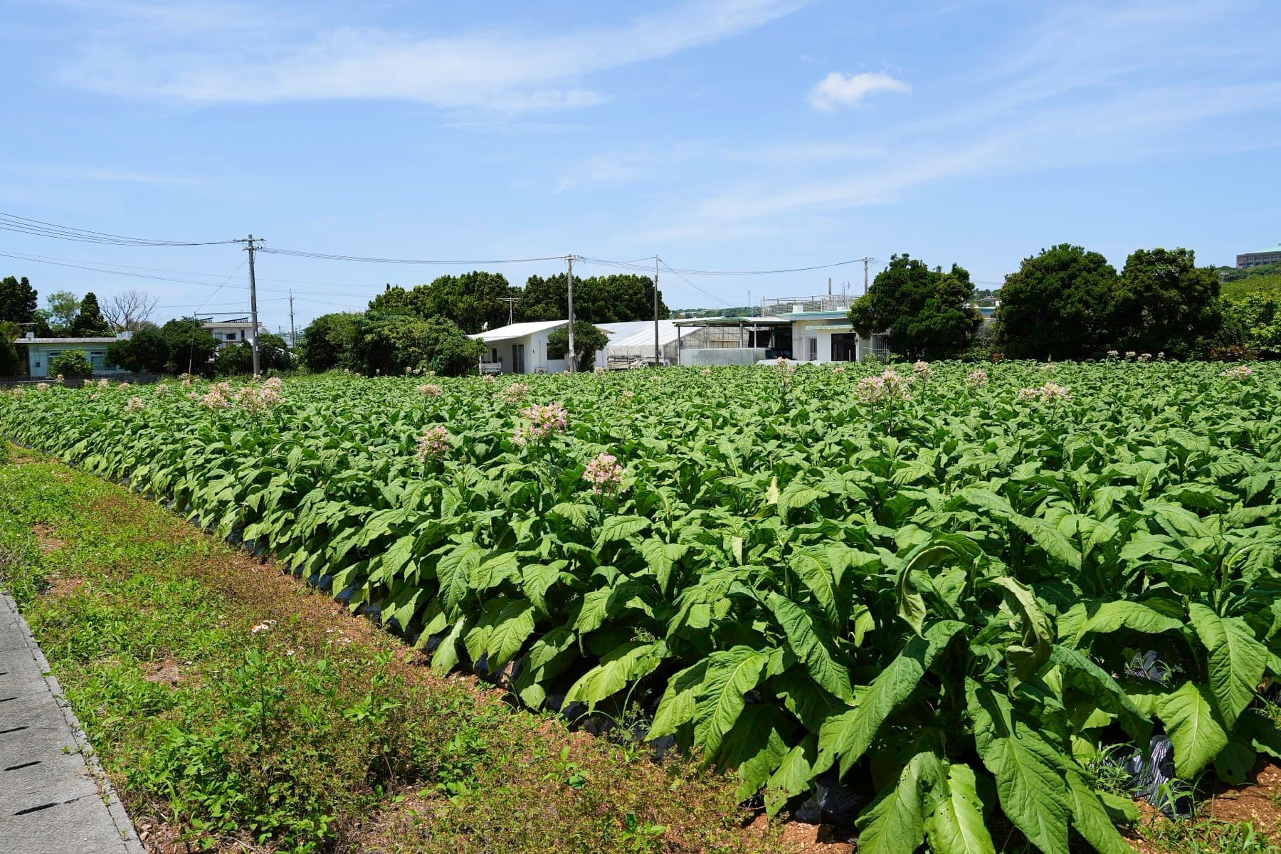 Rows of broad-leaved tobacco plants fill a field beside a quiet road on Ie-jima, with low houses and trees behind under a soft spring sky.