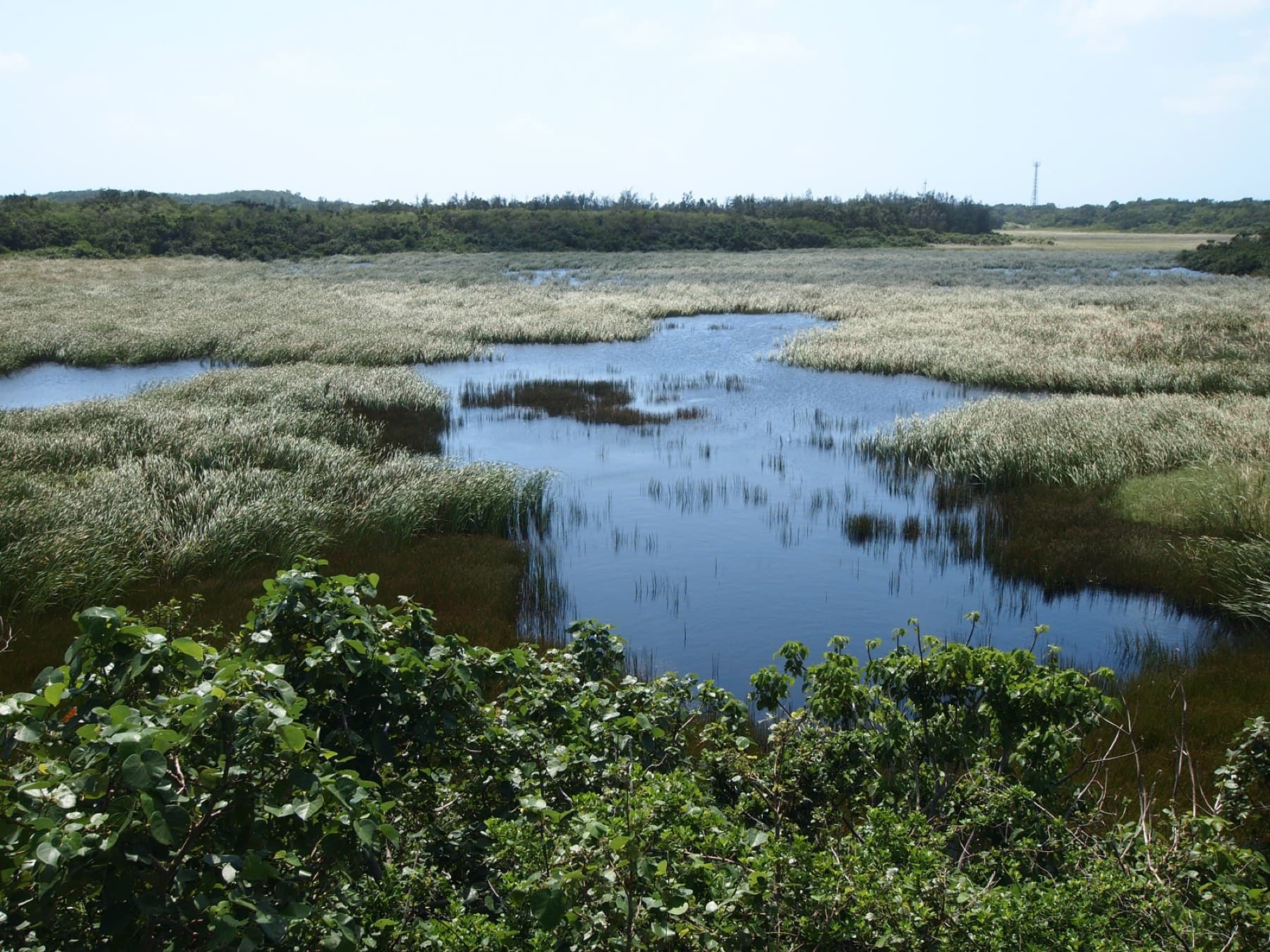 Channels of still water wind through reeds and grass in the Ikema Wetland at the heart of the island.