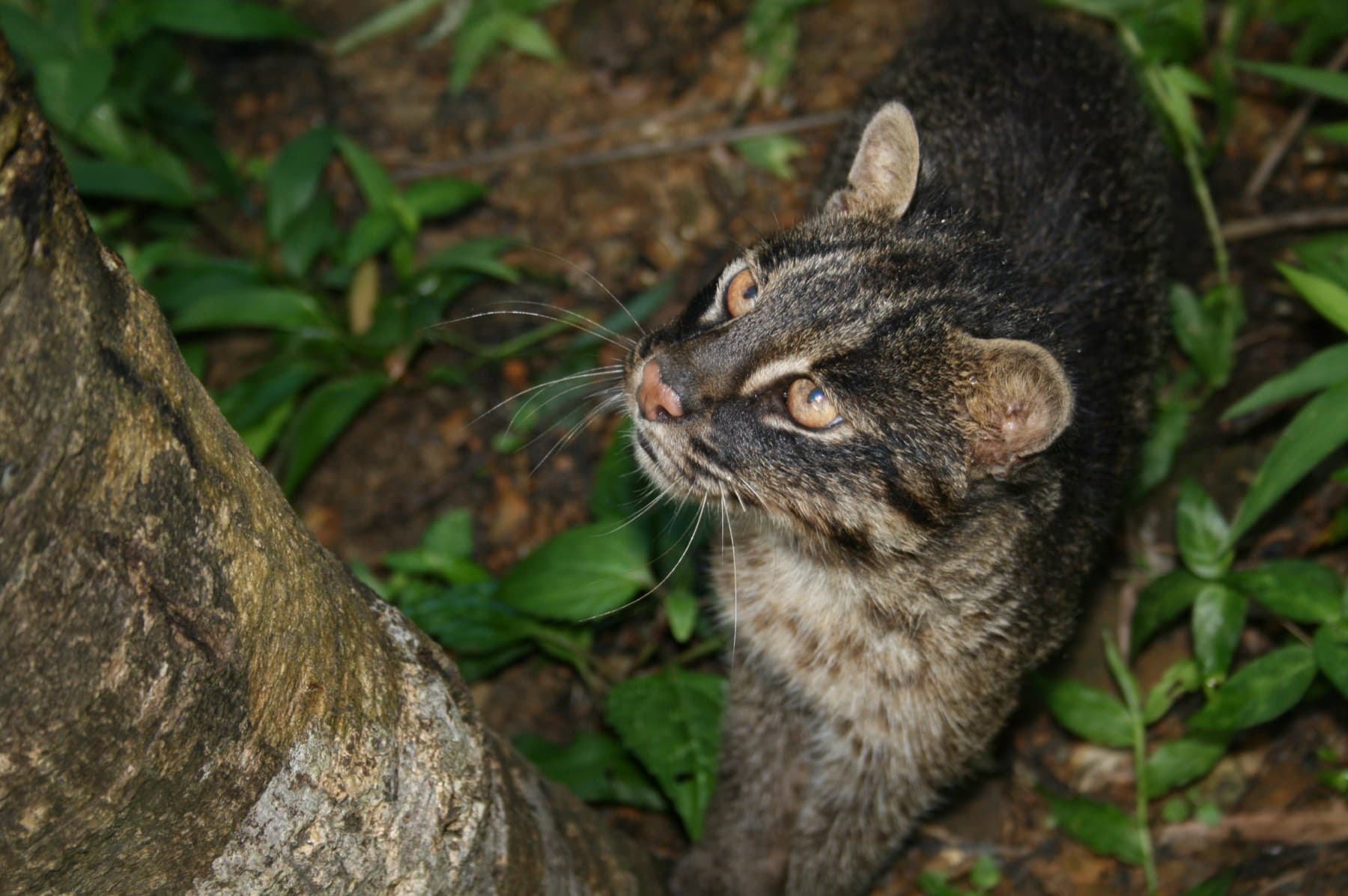 An Iriomote cat with spotted grey-brown fur looks up from the leaf litter beside a tree trunk in the island's forest.