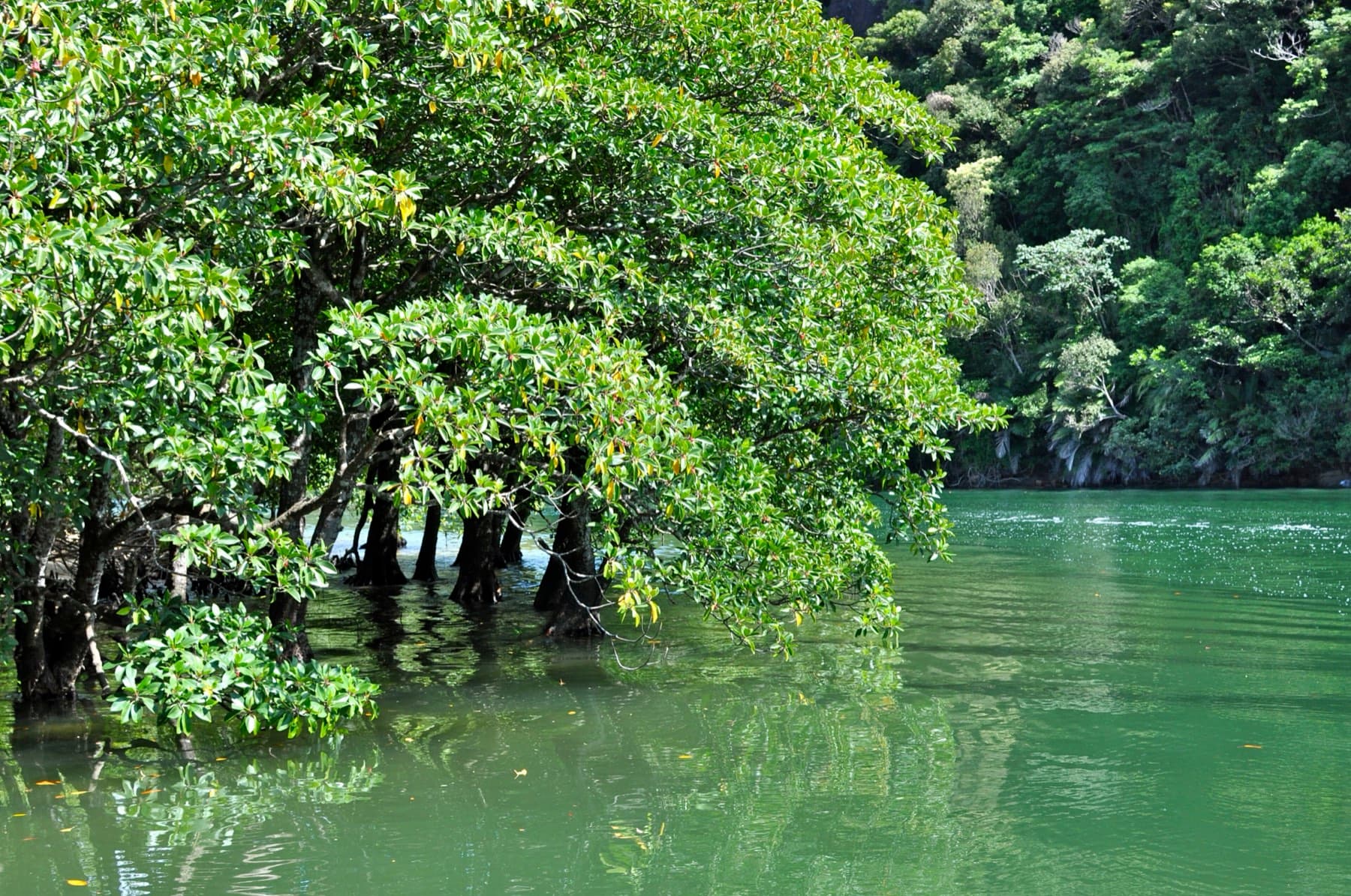 Mangrove trees lean out over green water along a river on Iriomote while thick forest climbs the far bank.