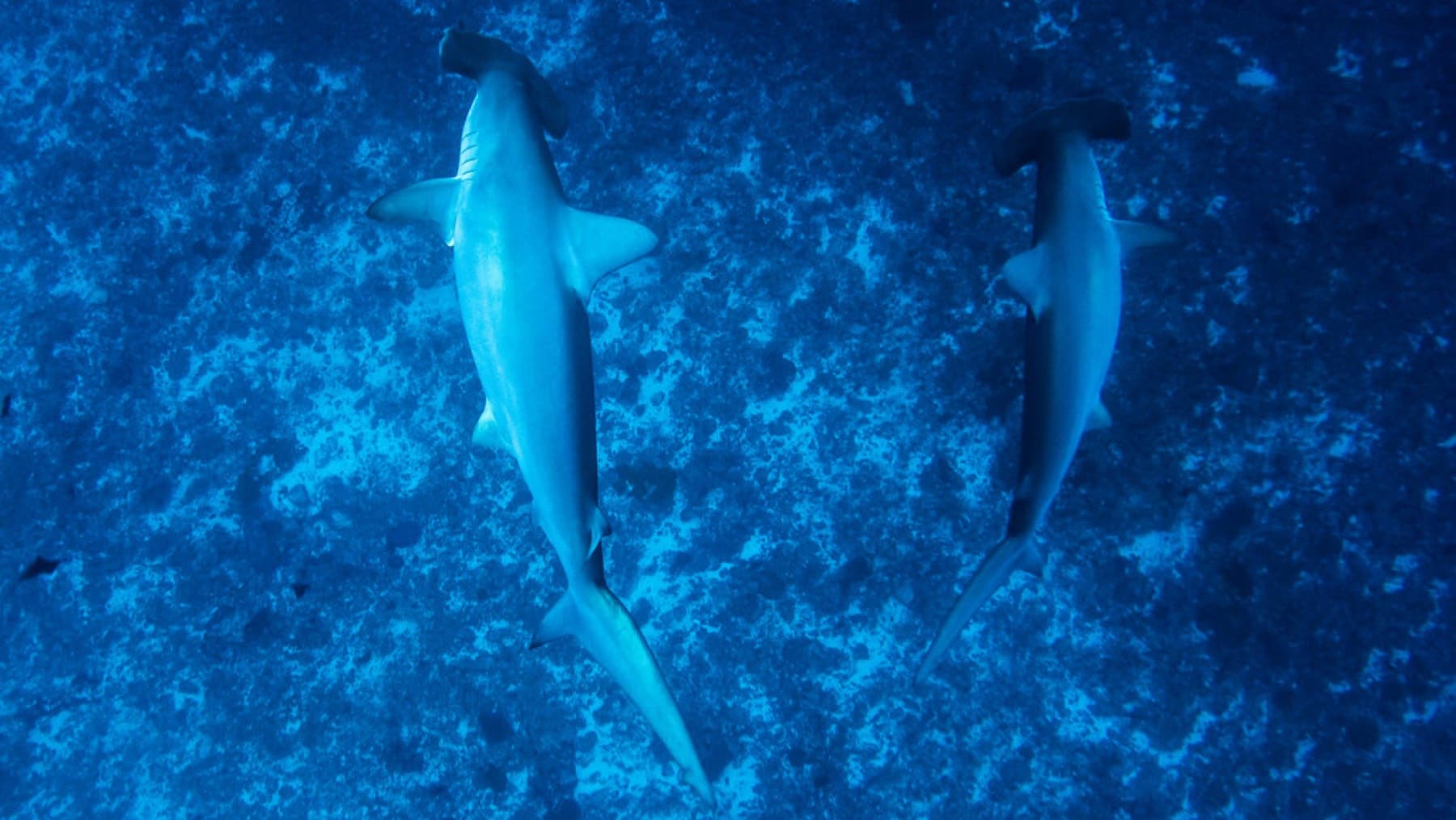 Two scalloped hammerhead sharks swim over a rocky seabed in the deep blue water off Yonaguni.