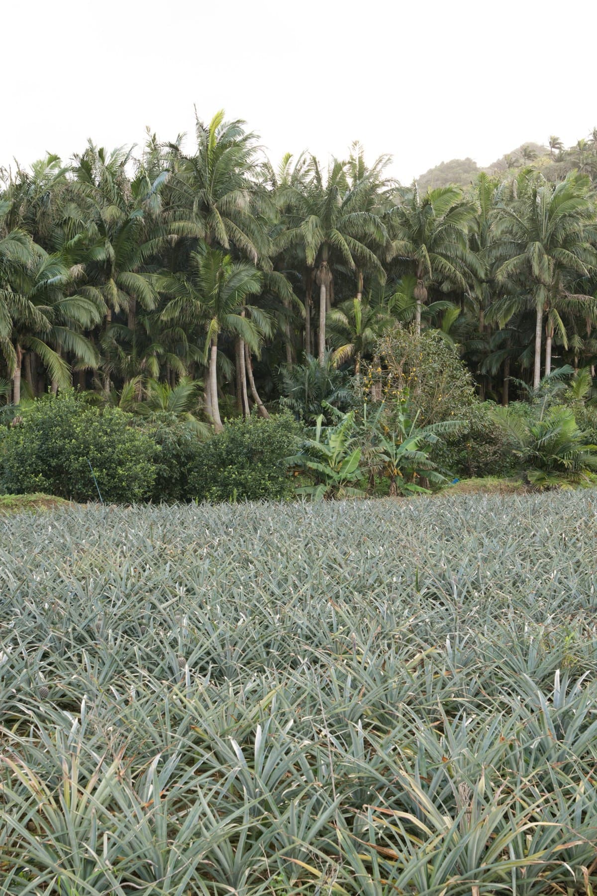 Rows of pineapple plants fill a field on Ishigaki in front of a stand of tall native Yaeyama palms under a grey sky.
