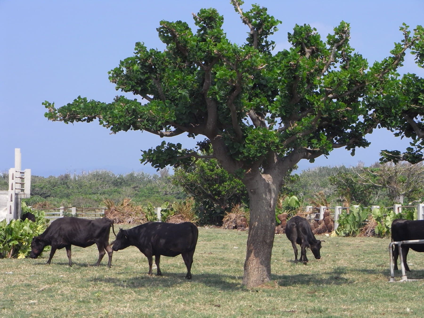 Black beef cattle graze on short grass beneath a broad shade tree on Kuroshima under a clear blue sky