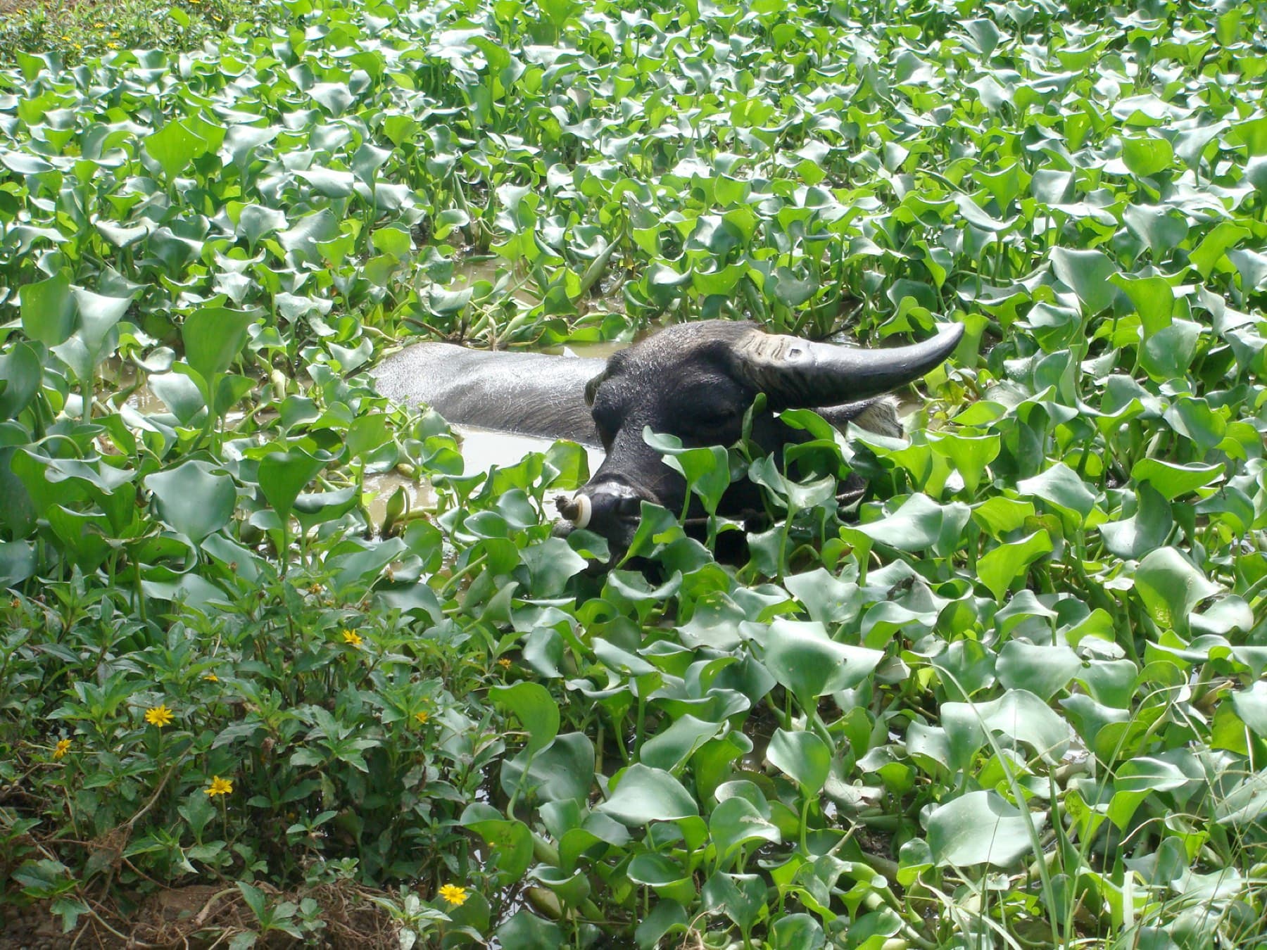 A water buffalo lies in a pond choked with water hyacinth at Ishigaki Yaima-mura so that only its horns and head show above the leaves.