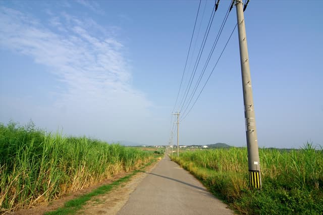 A narrow lane runs dead straight between tall sugar cane and a line of leaning power poles on Kohama, under a pale blue sky with a wisp of cloud.