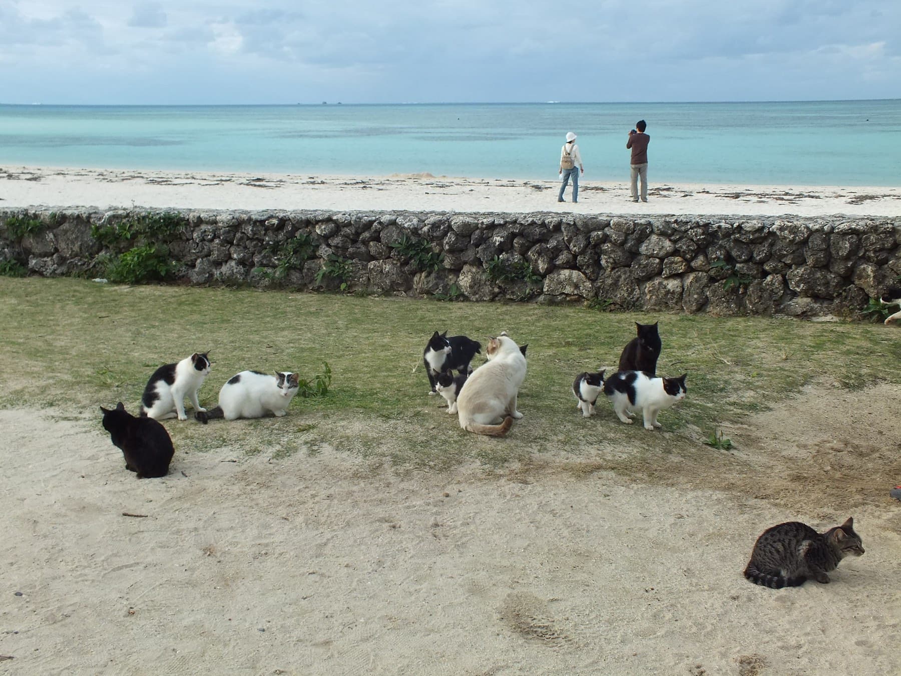 A dozen black and white cats lounge on the sandy grass behind the low stone wall at Kondoi Beach while two people walk along the shore beyond.