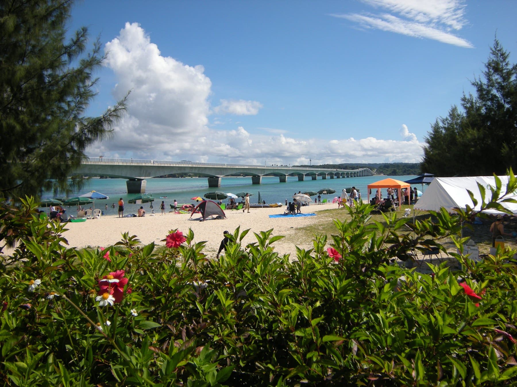 Red hibiscus and pines frame the busy sand of Kouri Beach in summer, with tents along the shore and the long Kouri Bridge behind