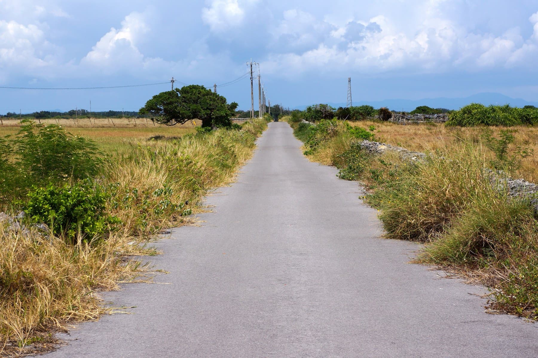 A narrow paved road runs dead straight between dry grass and fields toward a lone tree on flat Kuroshima.