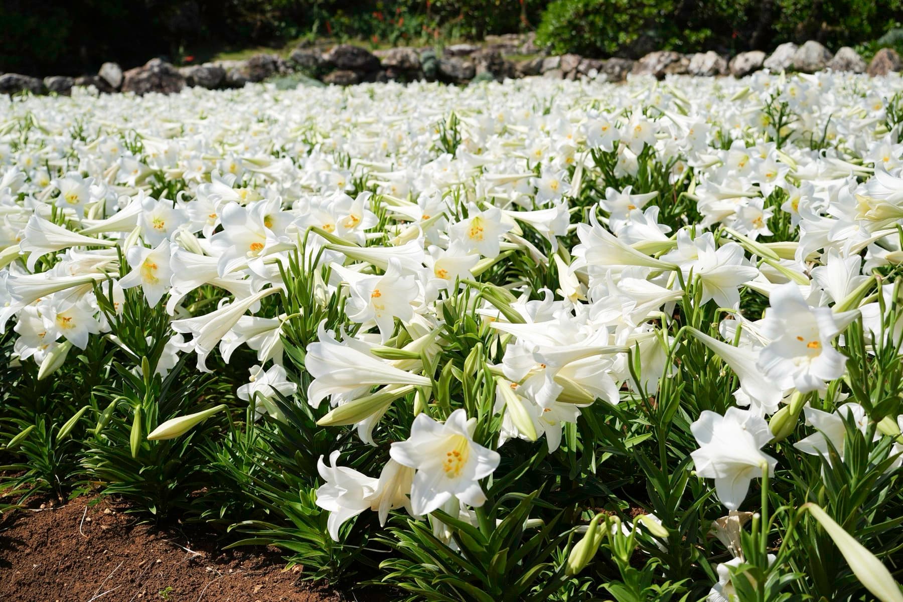 Hundreds of white trumpet-shaped lilies crowd together in full bloom at Lily Field Park on Ie-jima, their petals catching bright spring sun