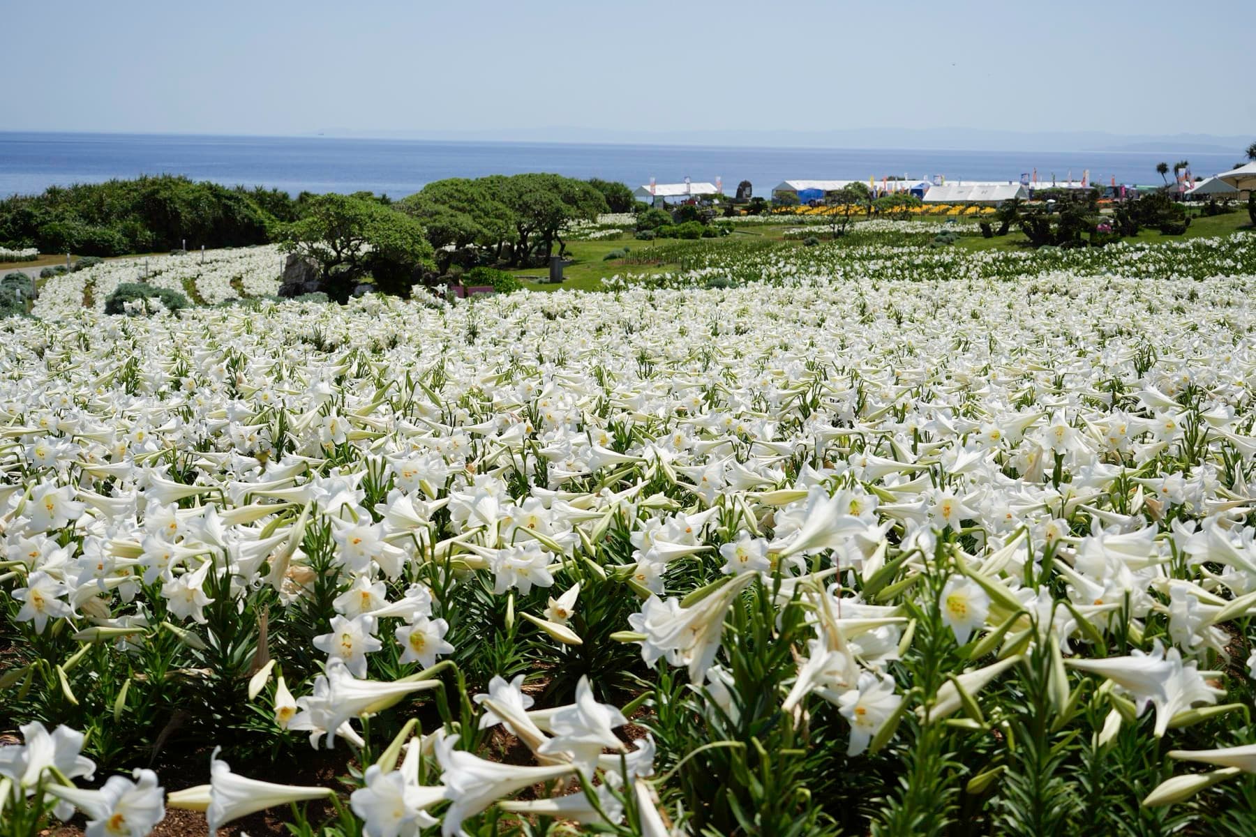 White Easter lilies cover the gentle slope of Lily Field Park on Ie-jima's north coast, and the open sea runs along the horizon behind them