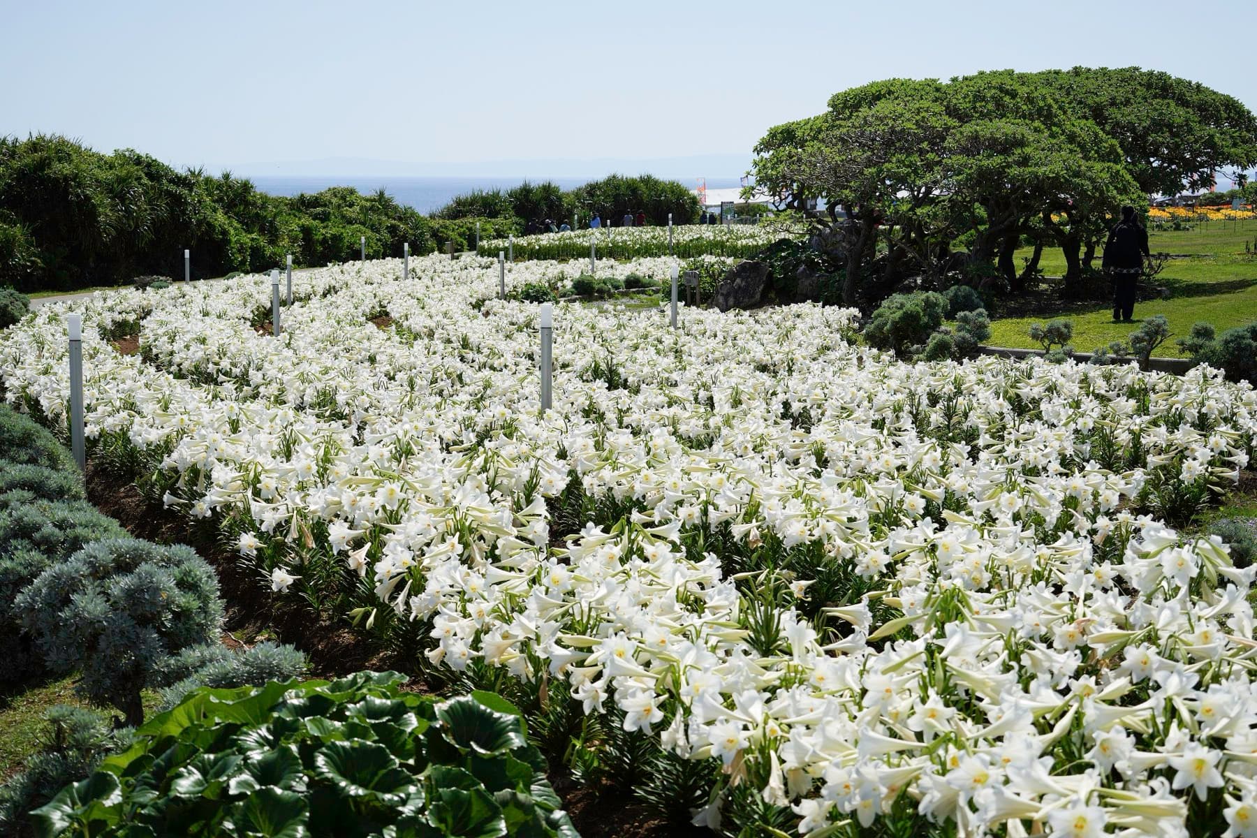 Beds of white lilies wind through the grass at Lily Field Park on Ie-jima toward a stand of dark wind-shaped trees near the coast