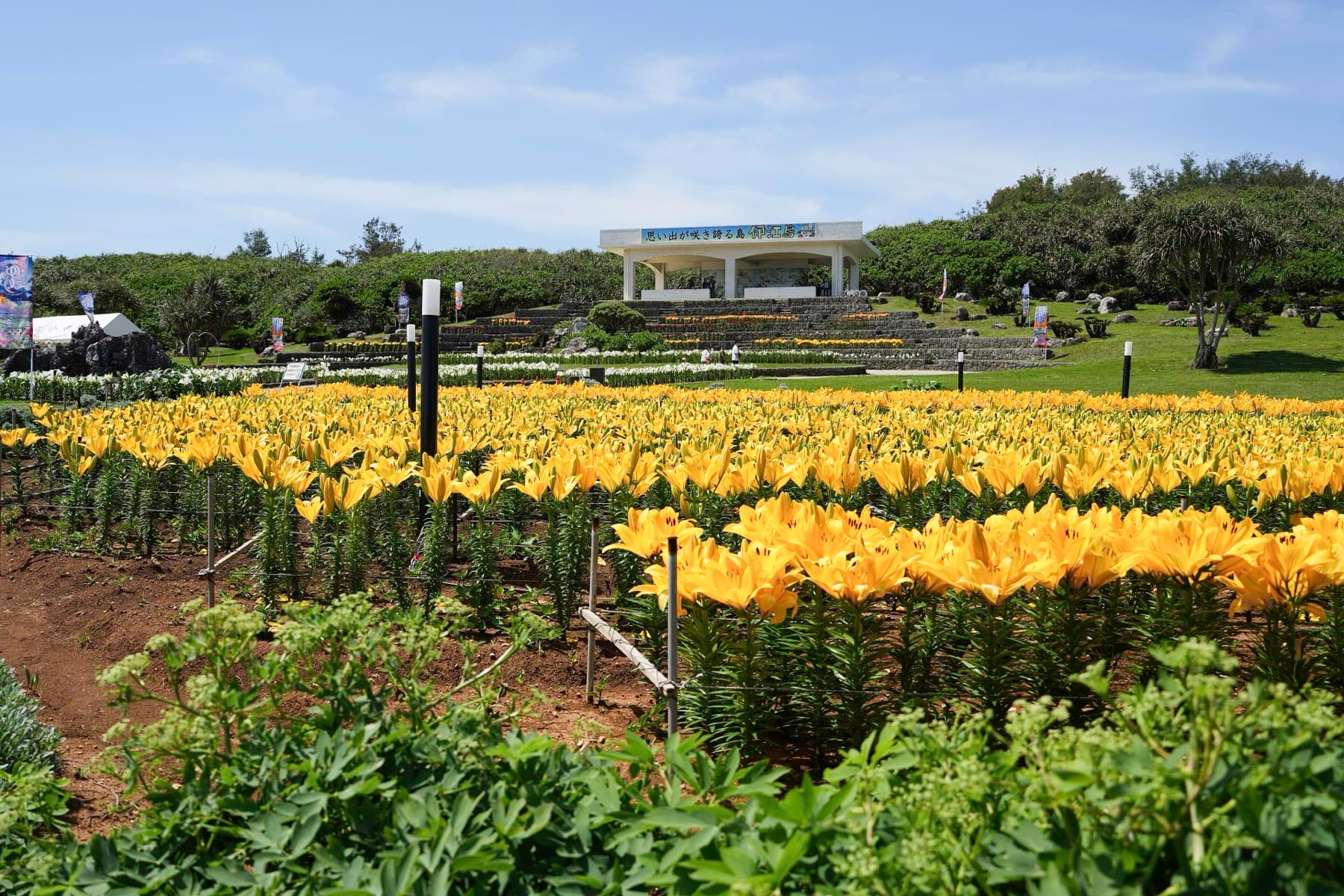 Rows of yellow lilies bloom in front of the white festival stage at Lily Field Park on Ie-jima during the April lily festival