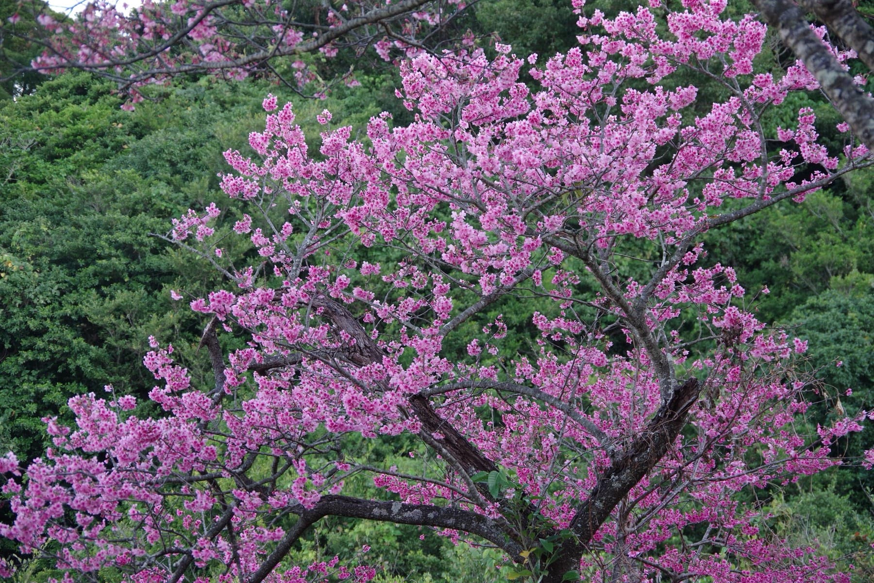 A hikanzakura tree in full deep-pink bloom spreads over the green slope of Nago Central Park on the old castle hill in February