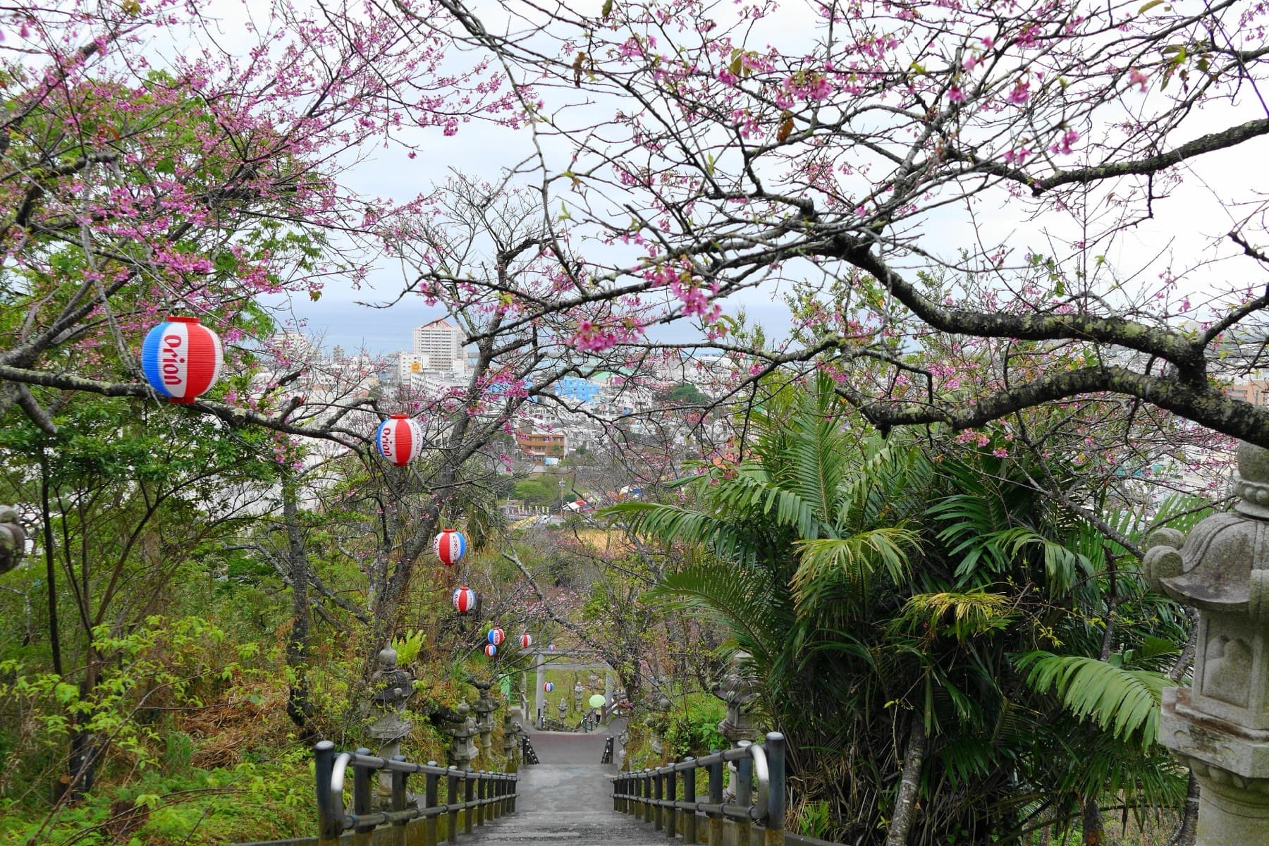 Deep pink Kanhizakura branches and red and white paper lanterns hang over the long stone stairway of Nago Castle Park, with the town spread out below