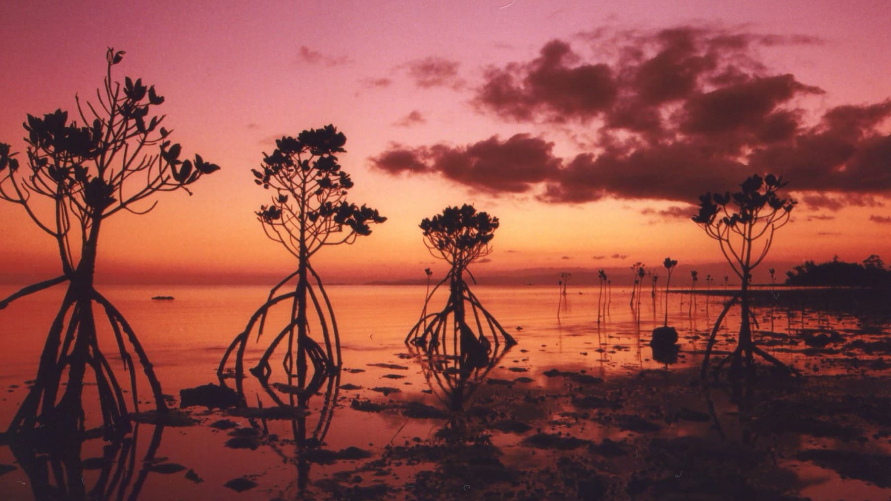 Young mangroves stand in silhouette on the flats of Nagura Bay as the sky over Ishigaki burns red and orange after sunset.