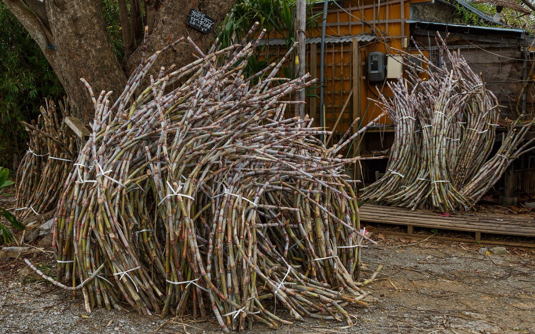 Freshly cut stalks of sugar cane lean in tied bundles against a tree outside a wooden stall in Nakijin village