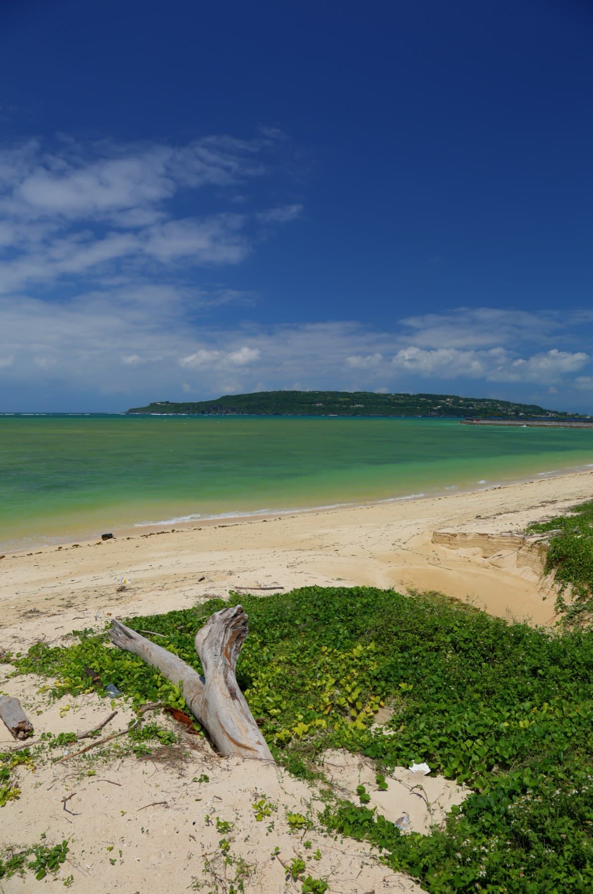 Driftwood lies among beach morning glory on the sand at Unten in Nakijin, and green water stretches out to a long low island under a deep blue sky