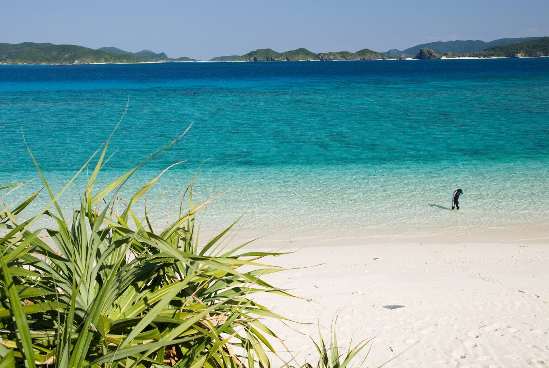 Pandanus leaves frame the white sand of Nishibama Beach on Aka as a lone walker crosses the shallows below a band of deep blue water