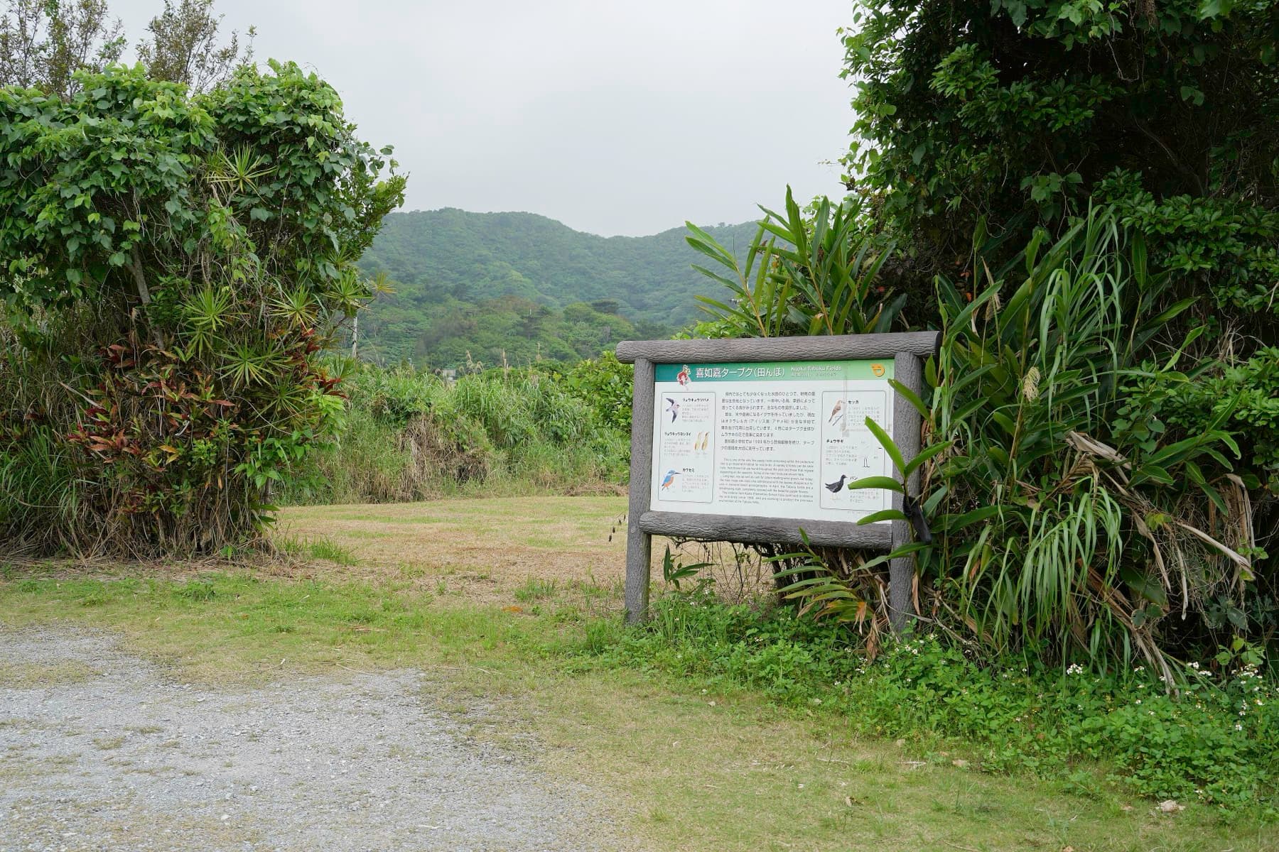 Purple irises bloom across the wet Kijoka paddy field in Ogimi in April, with forested hills rising behind the village