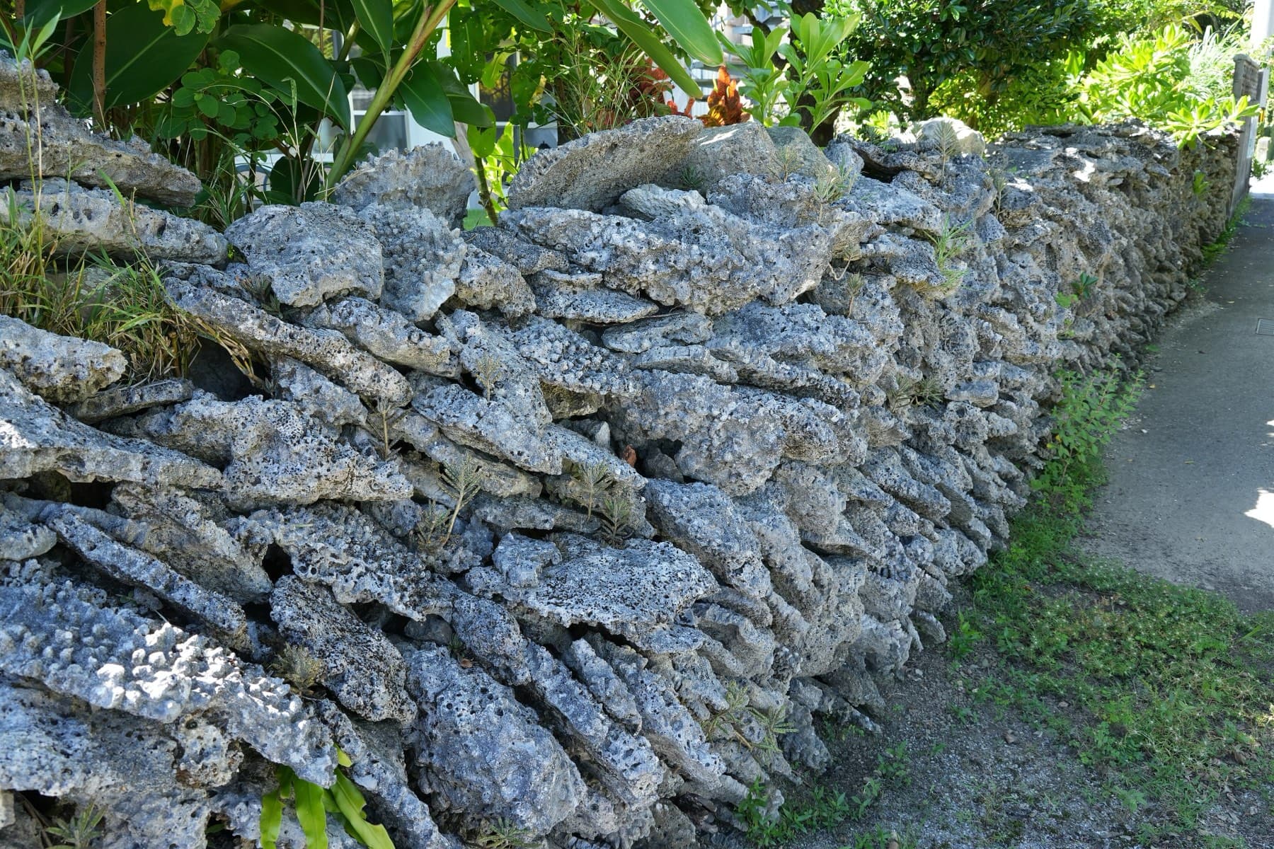 An old wall of stacked coral limestone lines a lane in Shioya, Ogimi, with tropical plants and red ti leaves spilling over the top