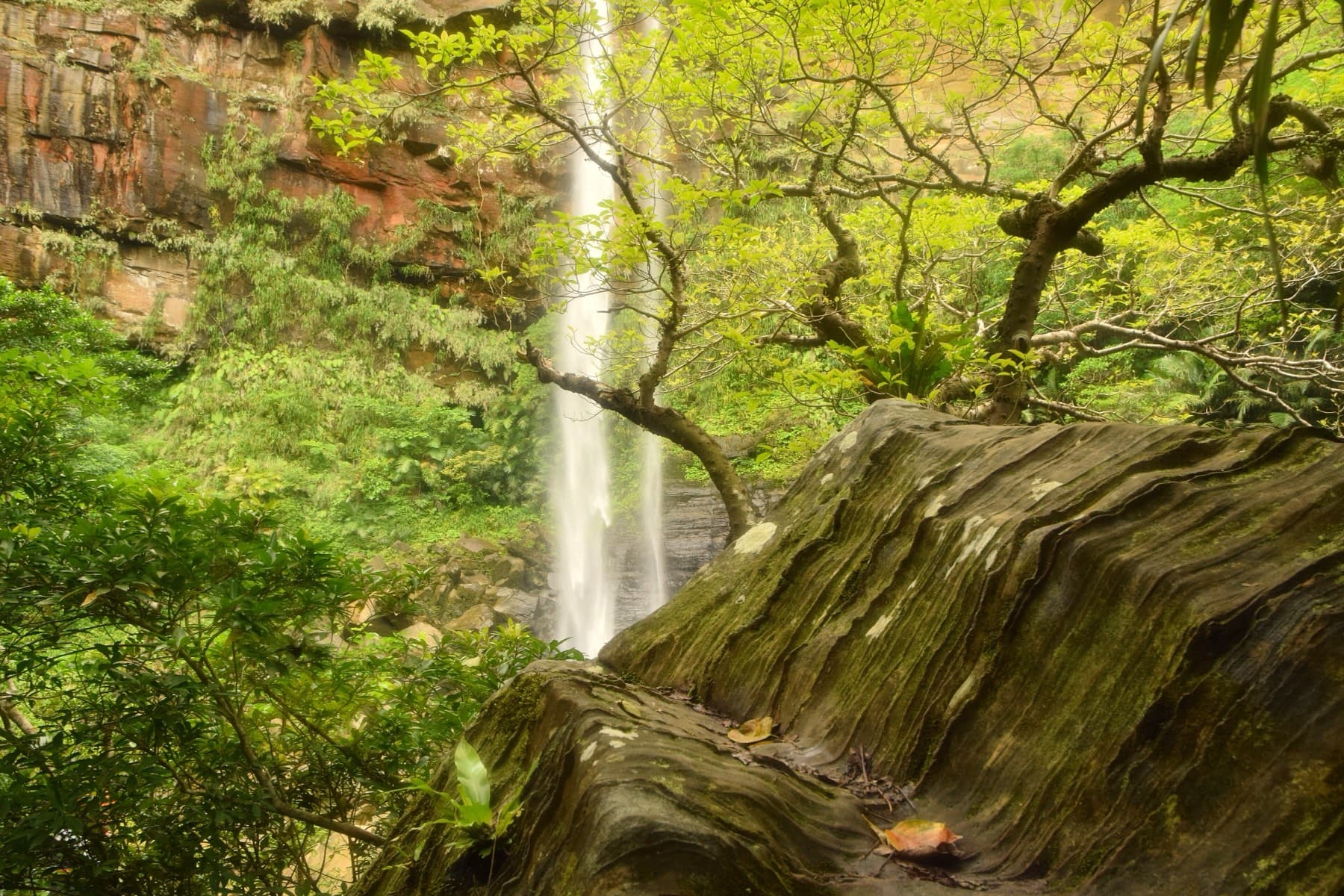 Pinaisara Falls pours down a high rock wall into the forest beyond a mossy boulder and the twisted branches of jungle trees.