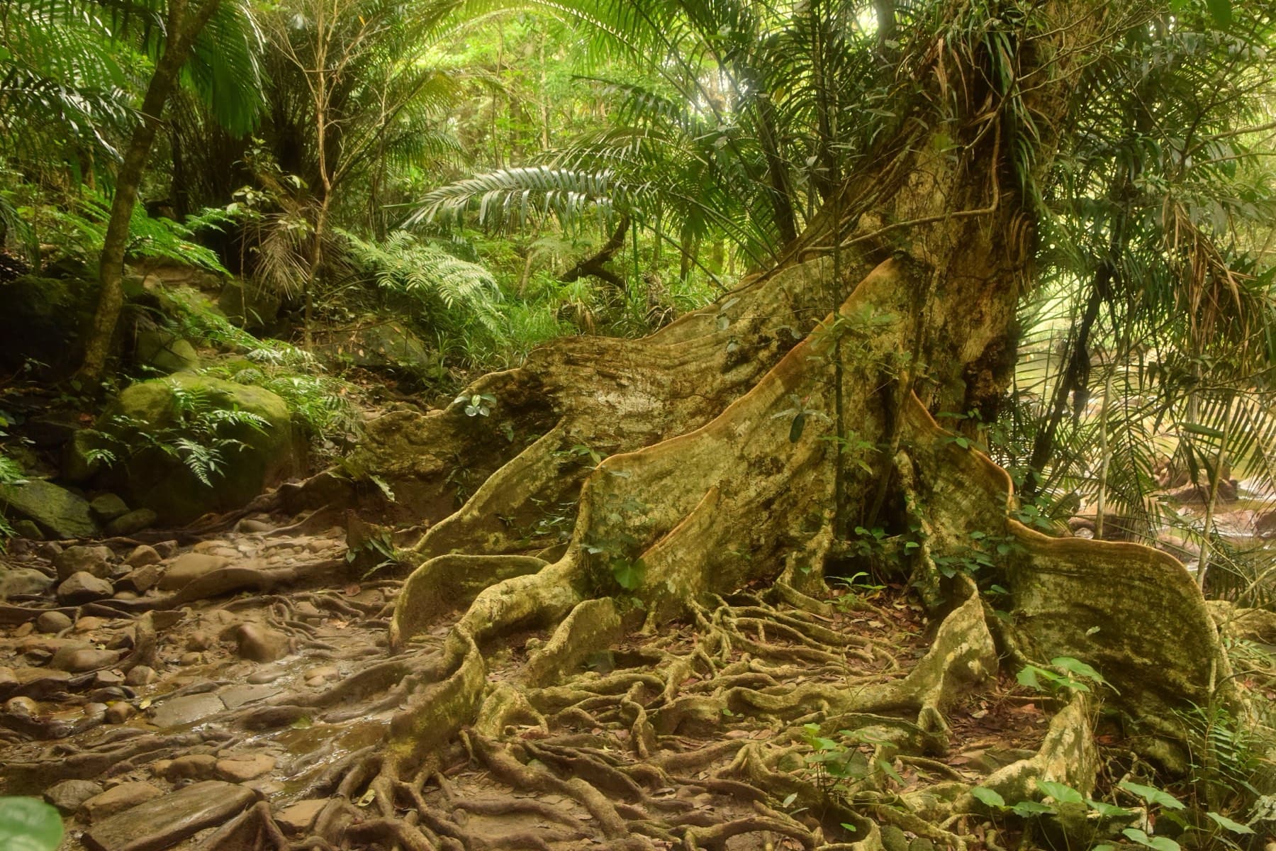 Buttress roots and fern-covered trunks spread over the forest floor on the hiking trail up to Pinaisara Falls.