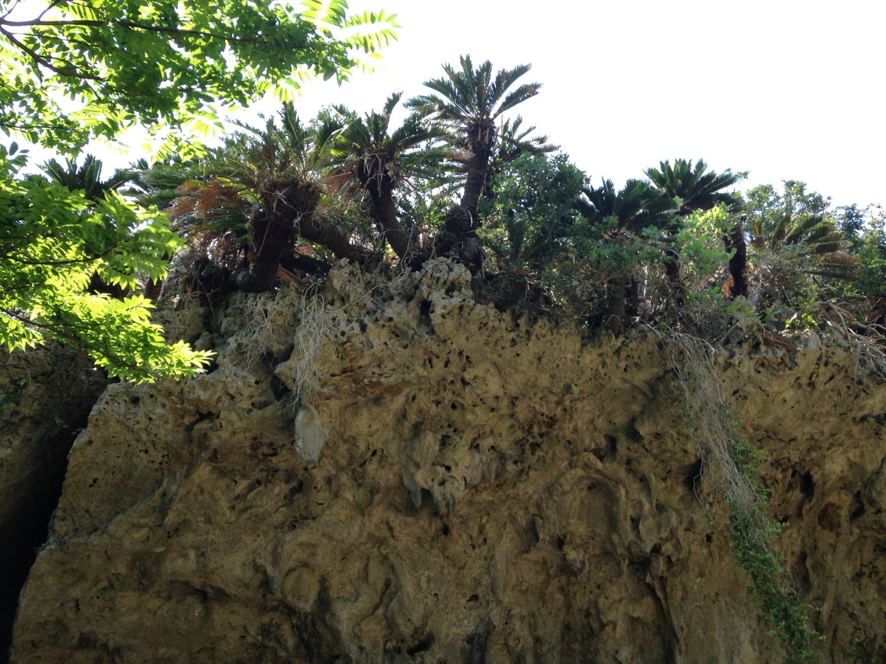 Cycads crown the top of a sheer limestone cliff above Sangui at Sefa-utaki, their fronds silhouetted against a bright sky