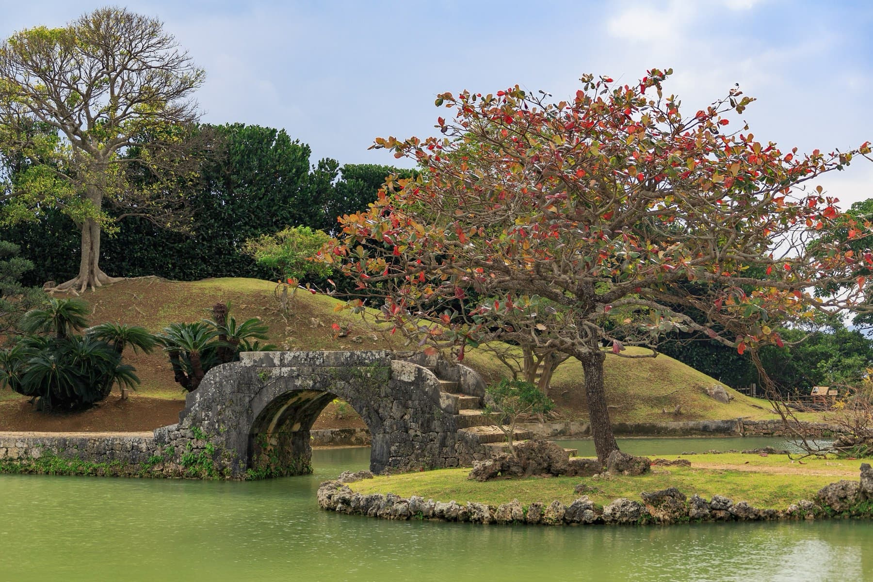 A deigo tree in red flower leans over the pond at Shikinaen beside a small arched bridge of grey limestone and a grassy rise