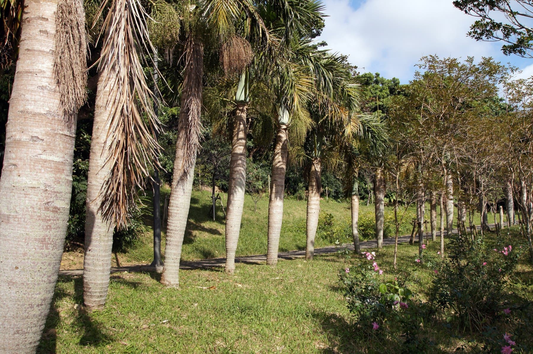 Tall palm trunks stand in rows across a sunny lawn in Sueyoshi Park, and pink flowers bloom low among the trees
