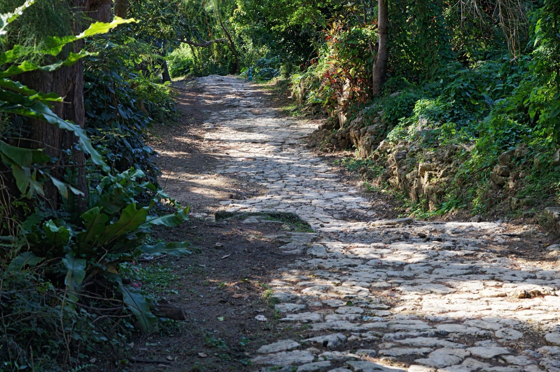 Dappled sunlight falls on an old cobbled path that winds through the subtropical woods of Sueyoshi Park between ferns and mossy stone