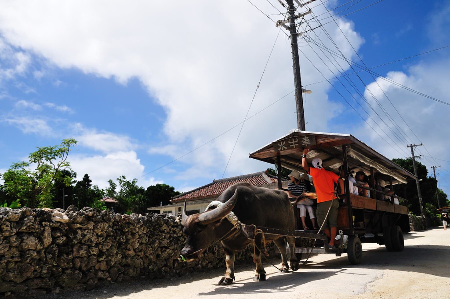 A water buffalo hauls a cart of visitors past a coral-stone wall on a sunny lane in Taketomi village.