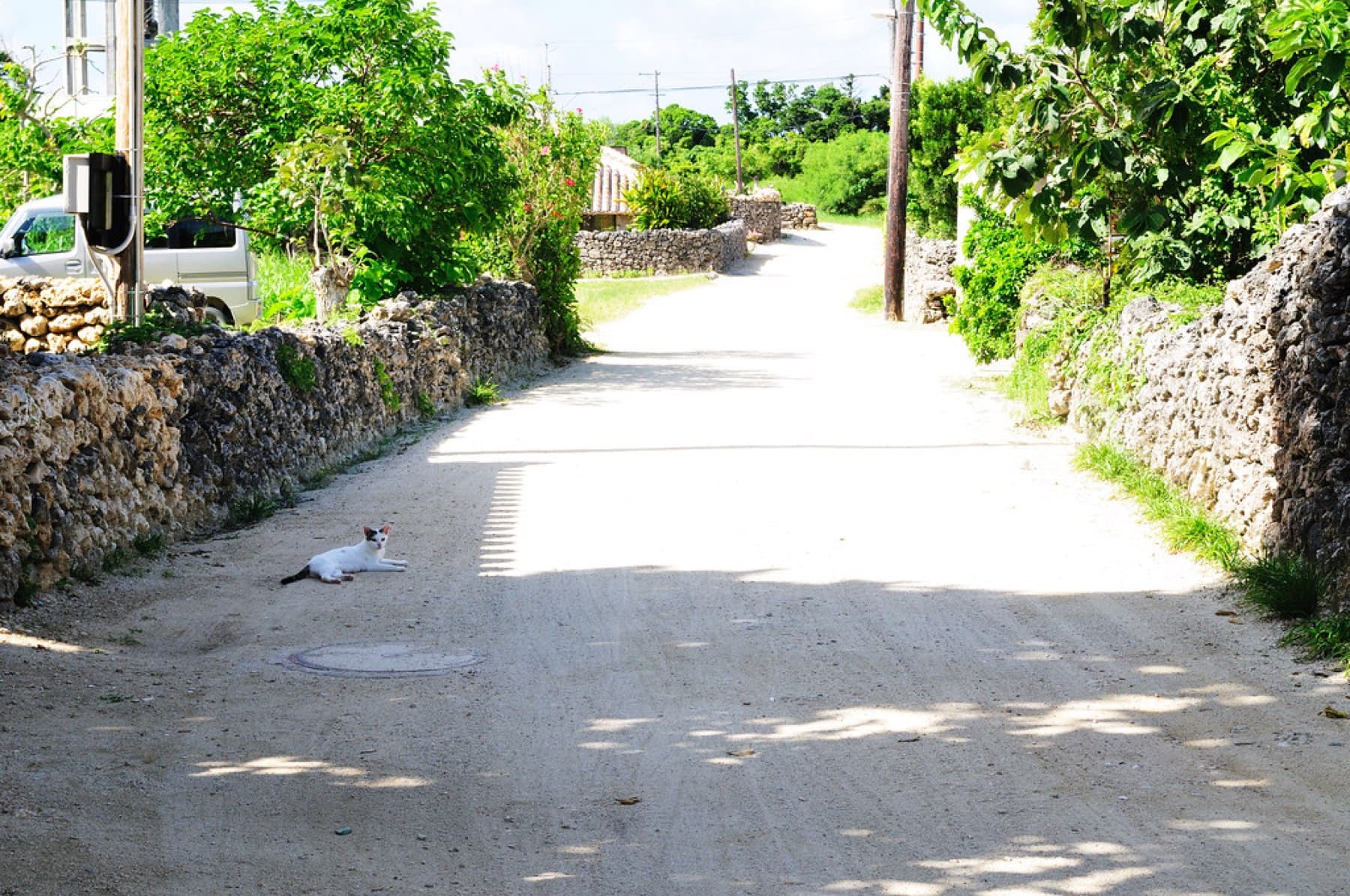A white cat lies in the shade on a sand lane between low coral-stone walls in Taketomi village on a bright afternoon.