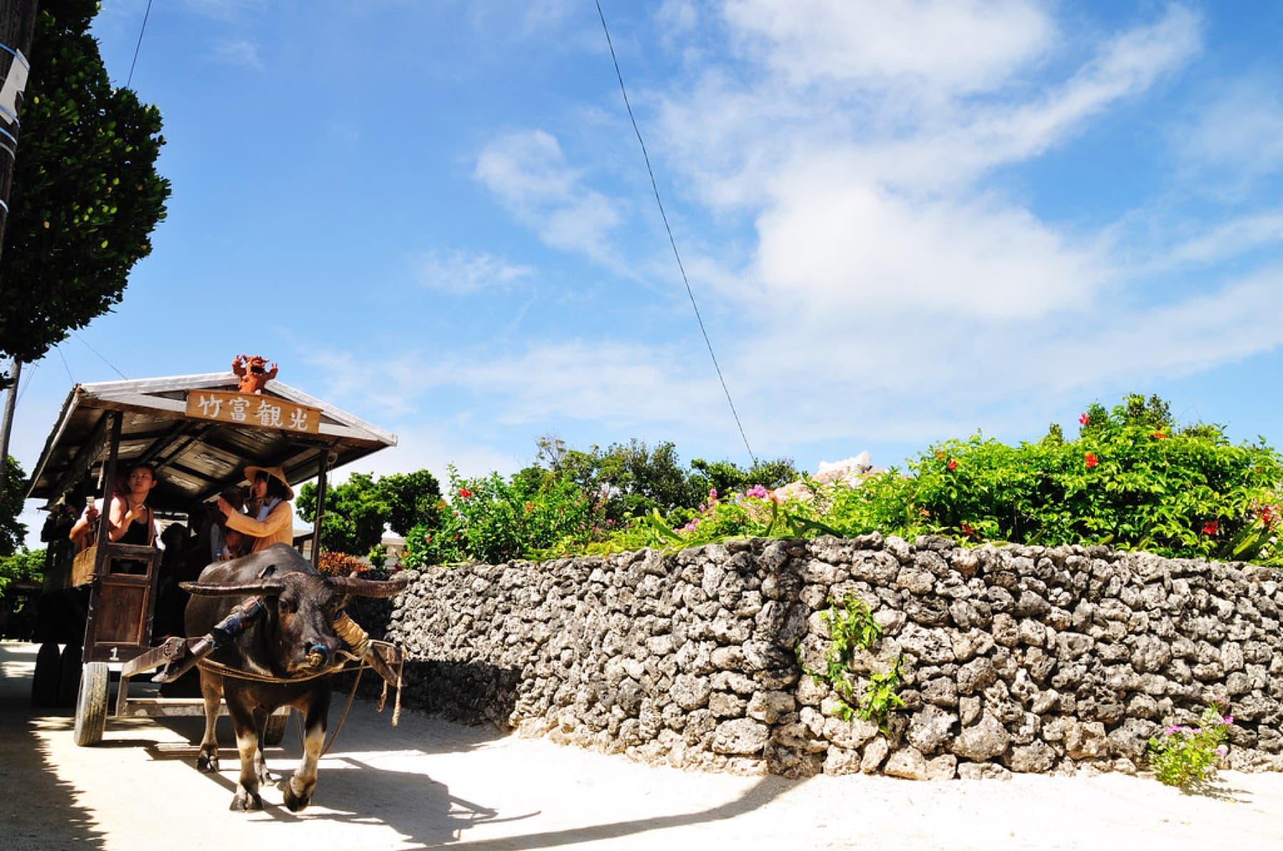 A buffalo cart with a tiled roof turns the corner of a coral-stone wall topped with red flowers in Taketomi village.
