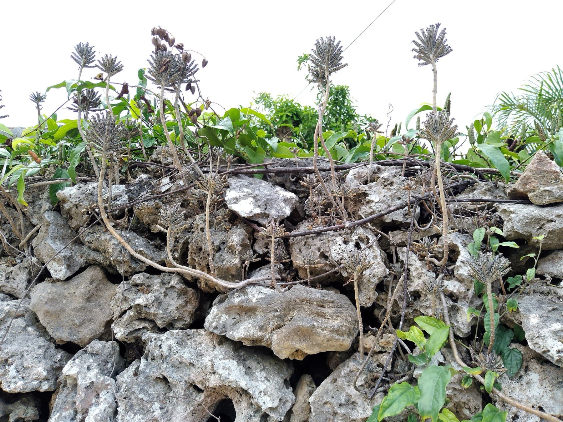 Creepers and spiky seed heads grow along the top of a dry-stone wall of stacked coral rock in Taketomi village.