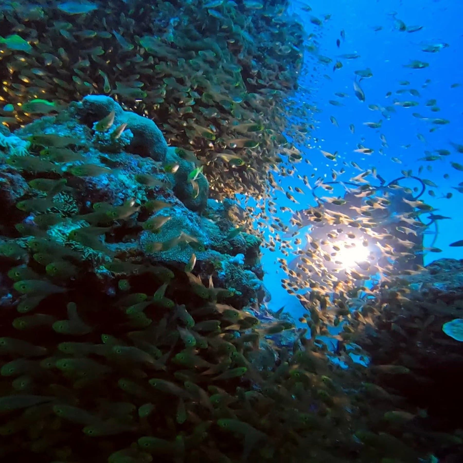 A cloud of glassfish swirls over coral at the Hinakushi dive site off Tokashiki while a diver's torch glows through the blue behind them