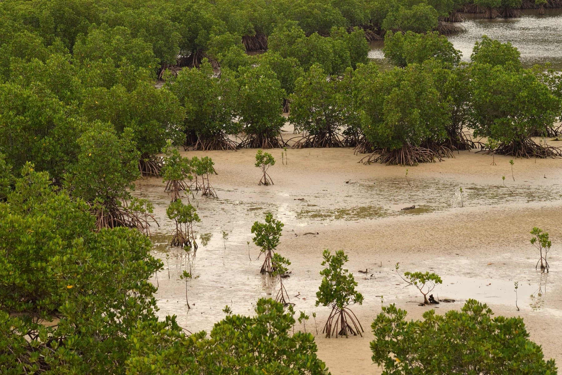 Young mangroves stand on wet tidal mud near the mouth of the Urauchi River in front of a dense green mangrove forest.