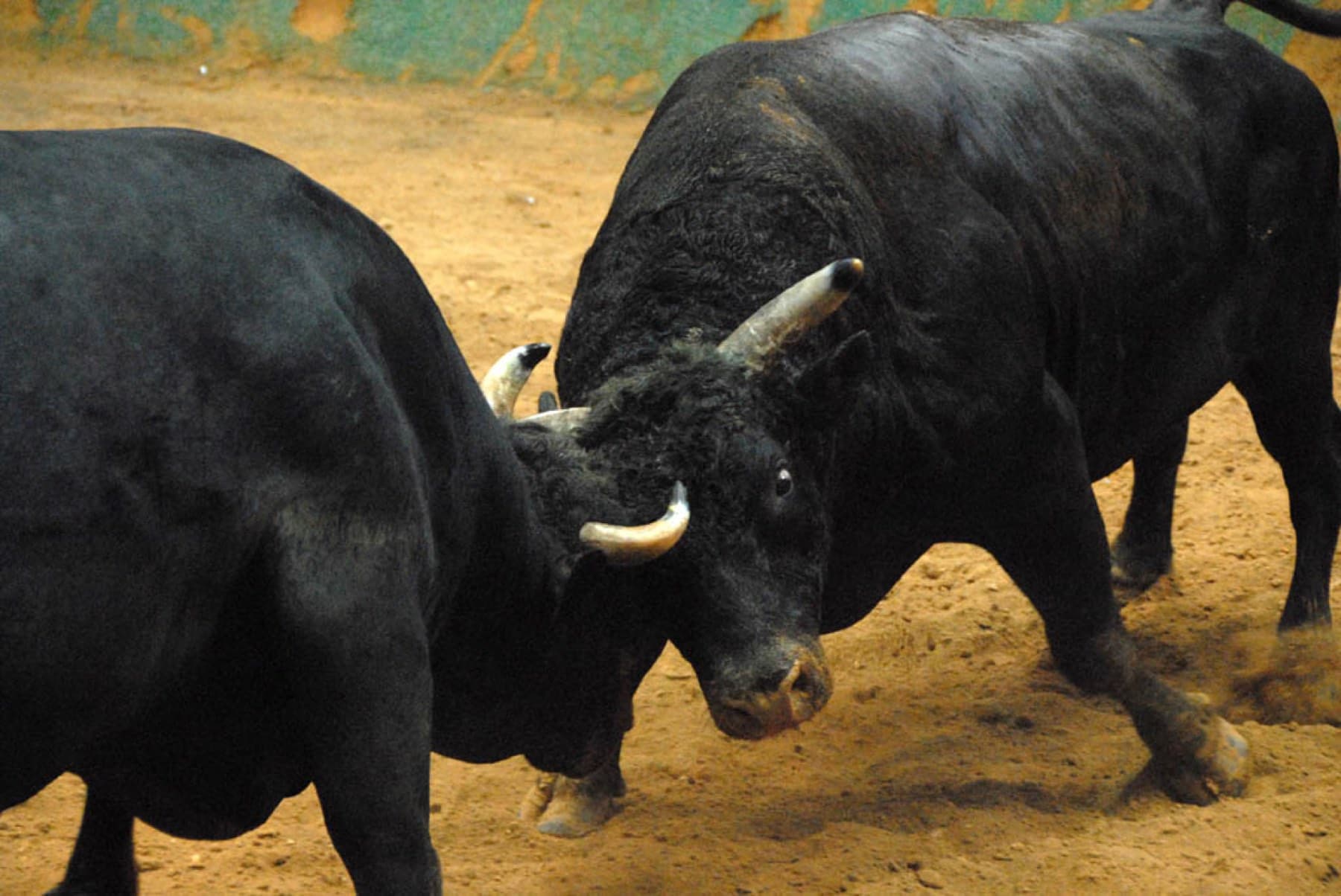 Two black bulls lower their heads and lock horns on the sand of the bullfighting ring at Ishikawa in Uruma